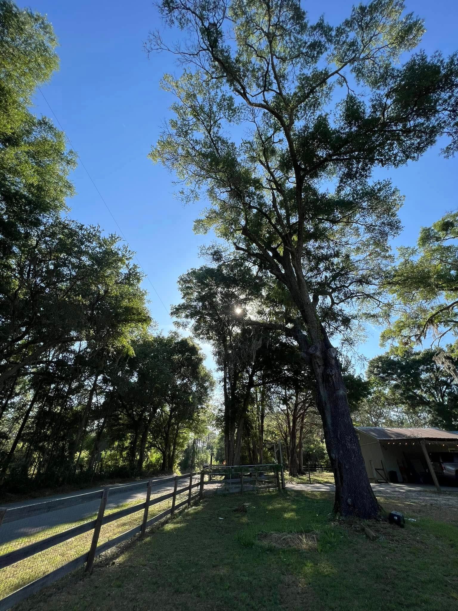 Sunlight through trees, casting shadows on a grassy area, road, and fence.