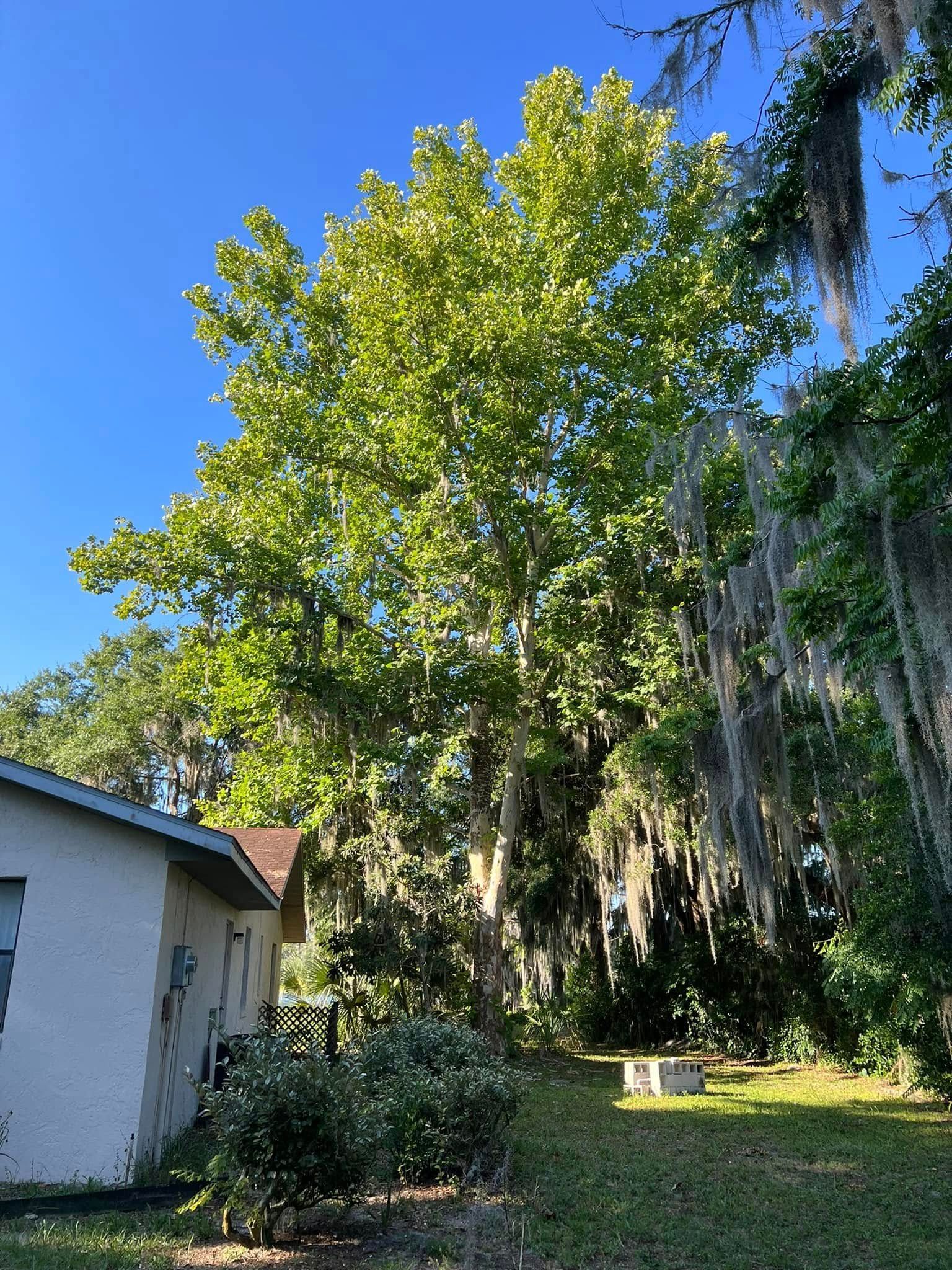 Tall tree with green leaves, draped in Spanish moss, next to a house under a clear blue sky.
