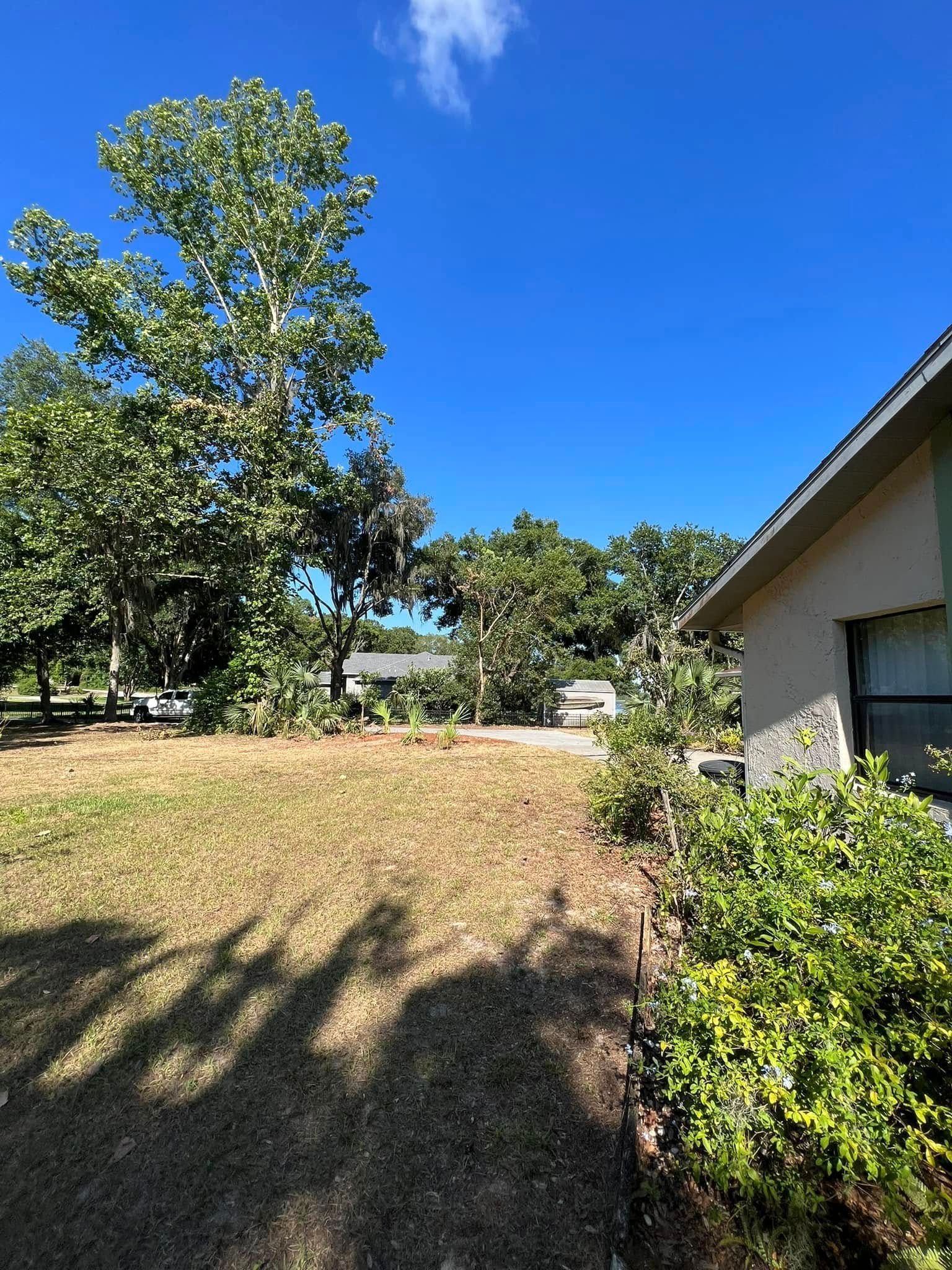 Lawn with trees and a house on a sunny day. Clear blue sky. Brown grass and green foliage.