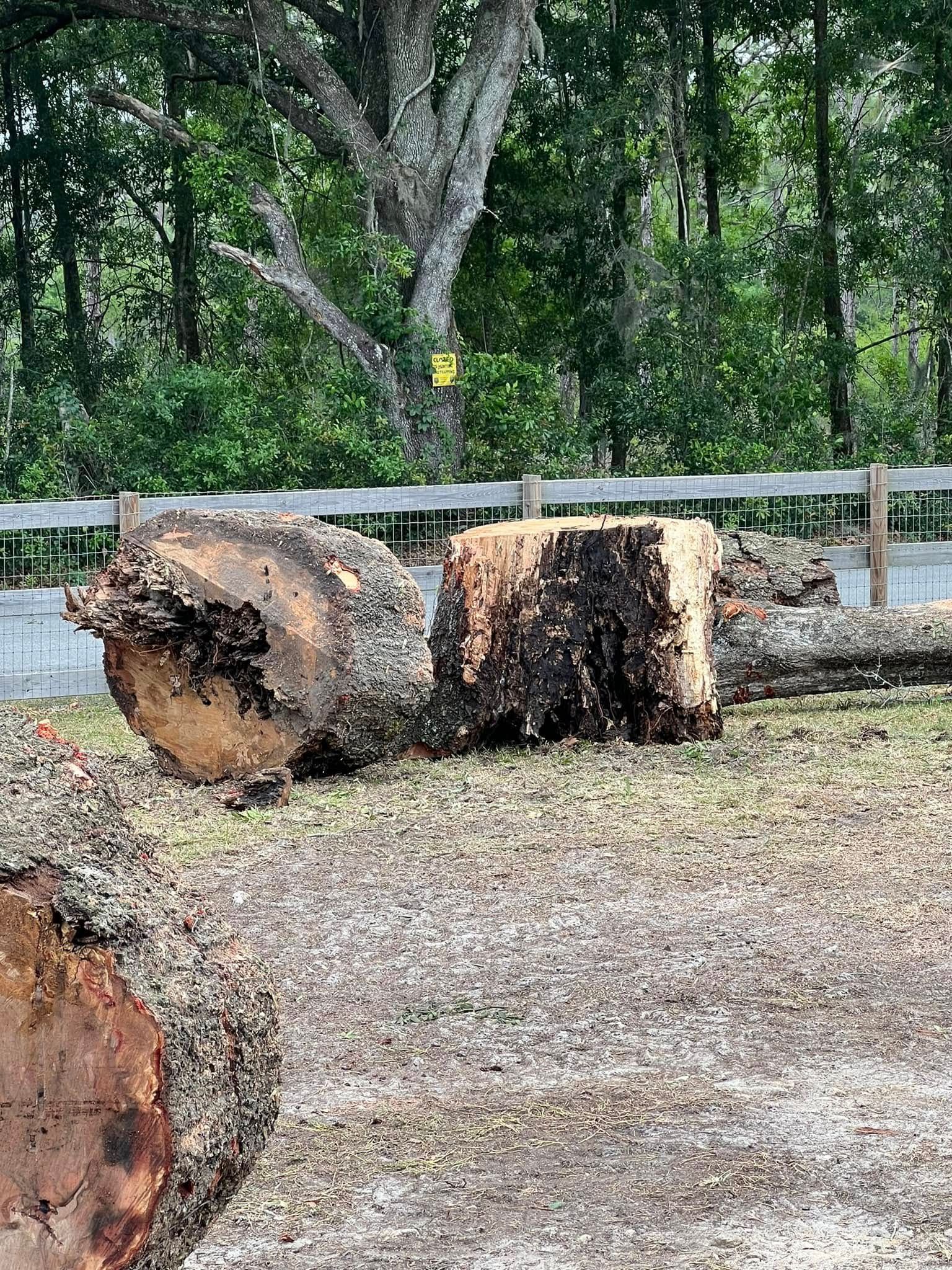 Cut tree trunks on the ground, with a fence and trees in the background.