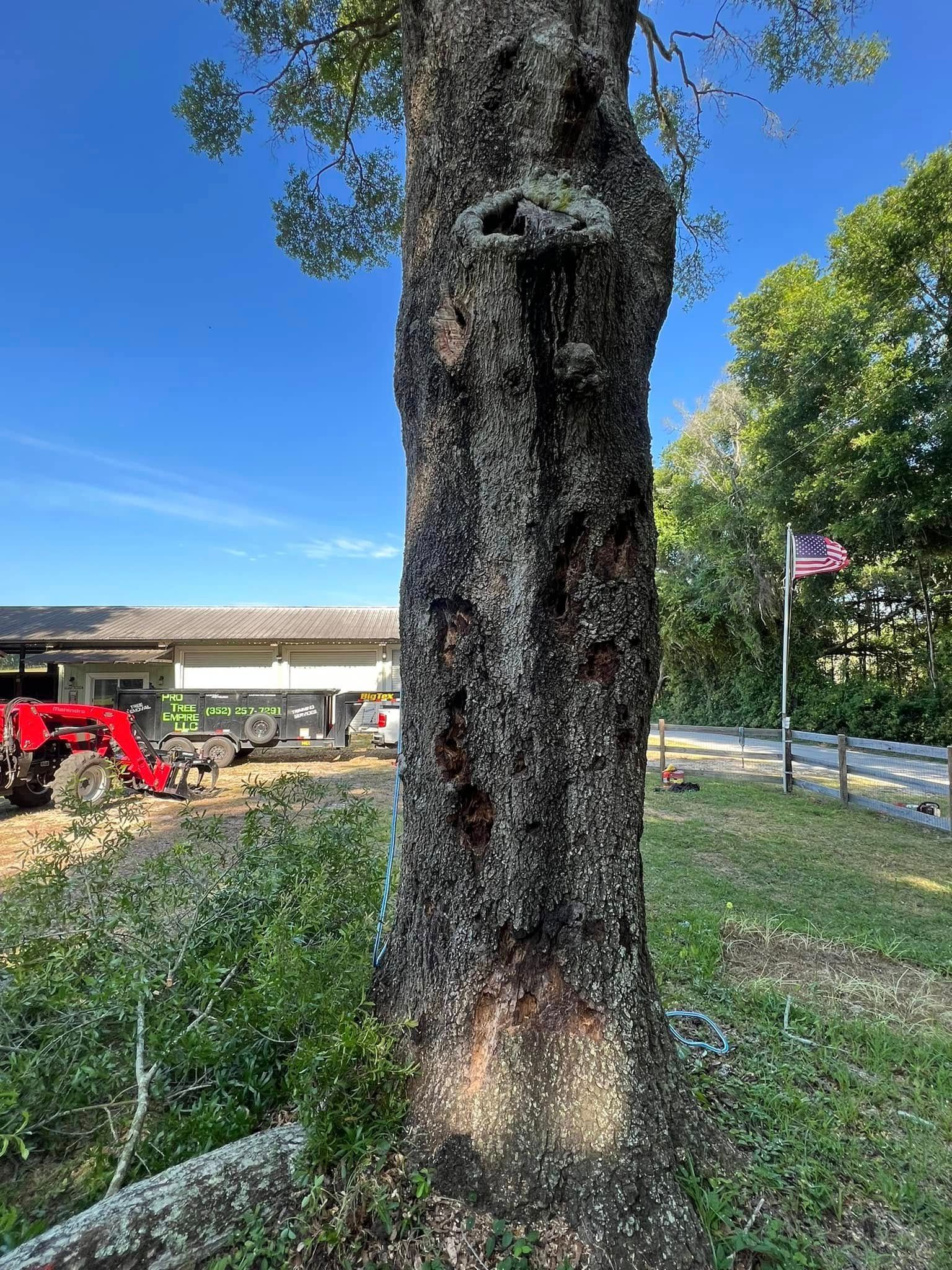 Tree trunk with dark, textured bark. Buildings and a tractor are in the background under a blue sky.