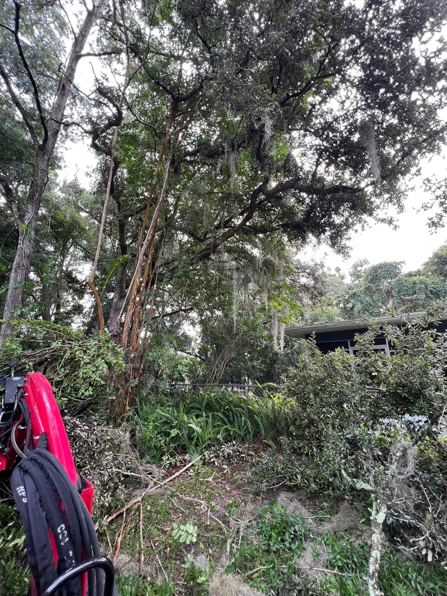 Lush greenery with a tree covered in Spanish moss, a red object and black backpack in the left foreground.