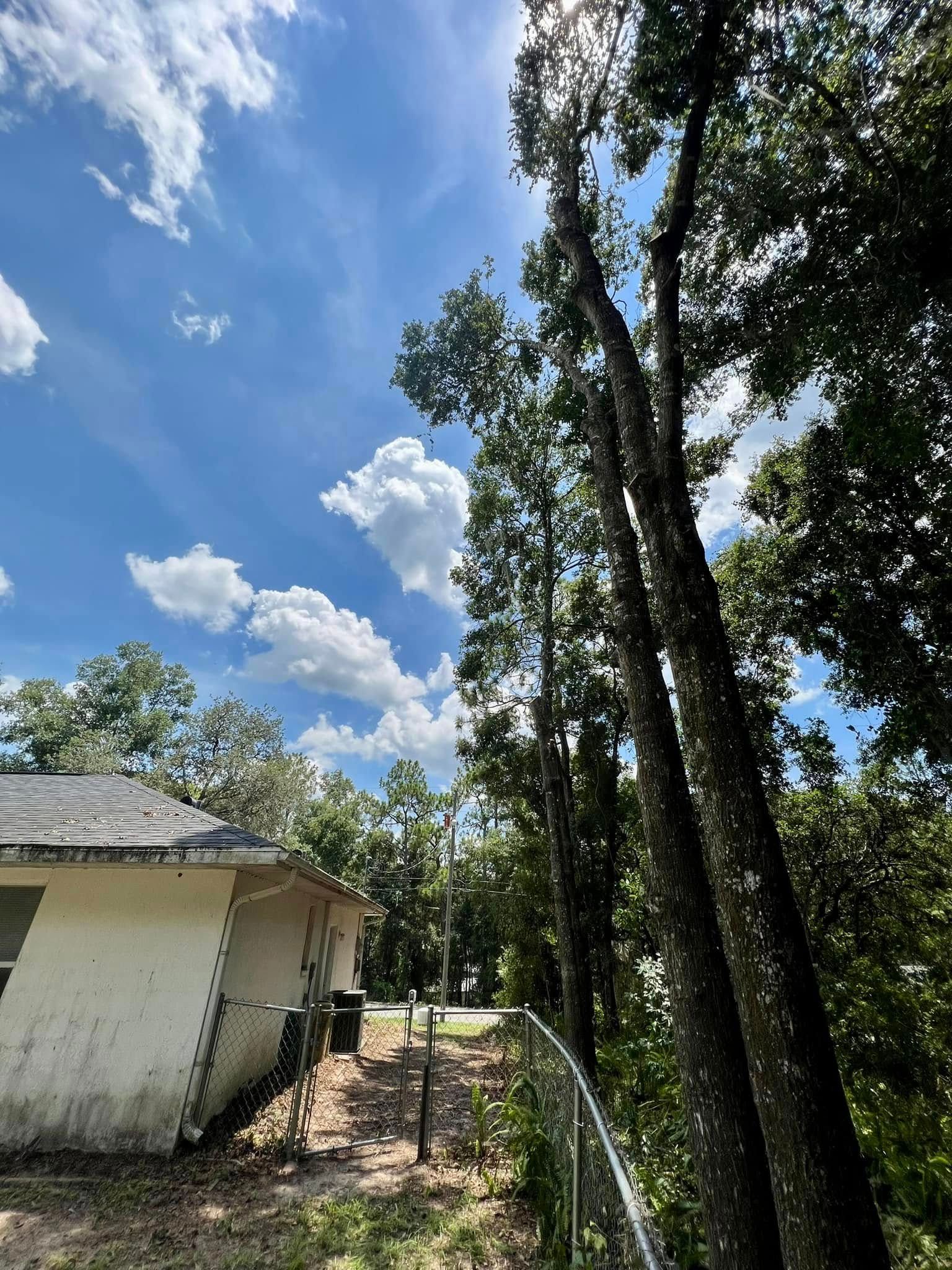White house next to tall trees under a bright, sunny blue sky with fluffy clouds.