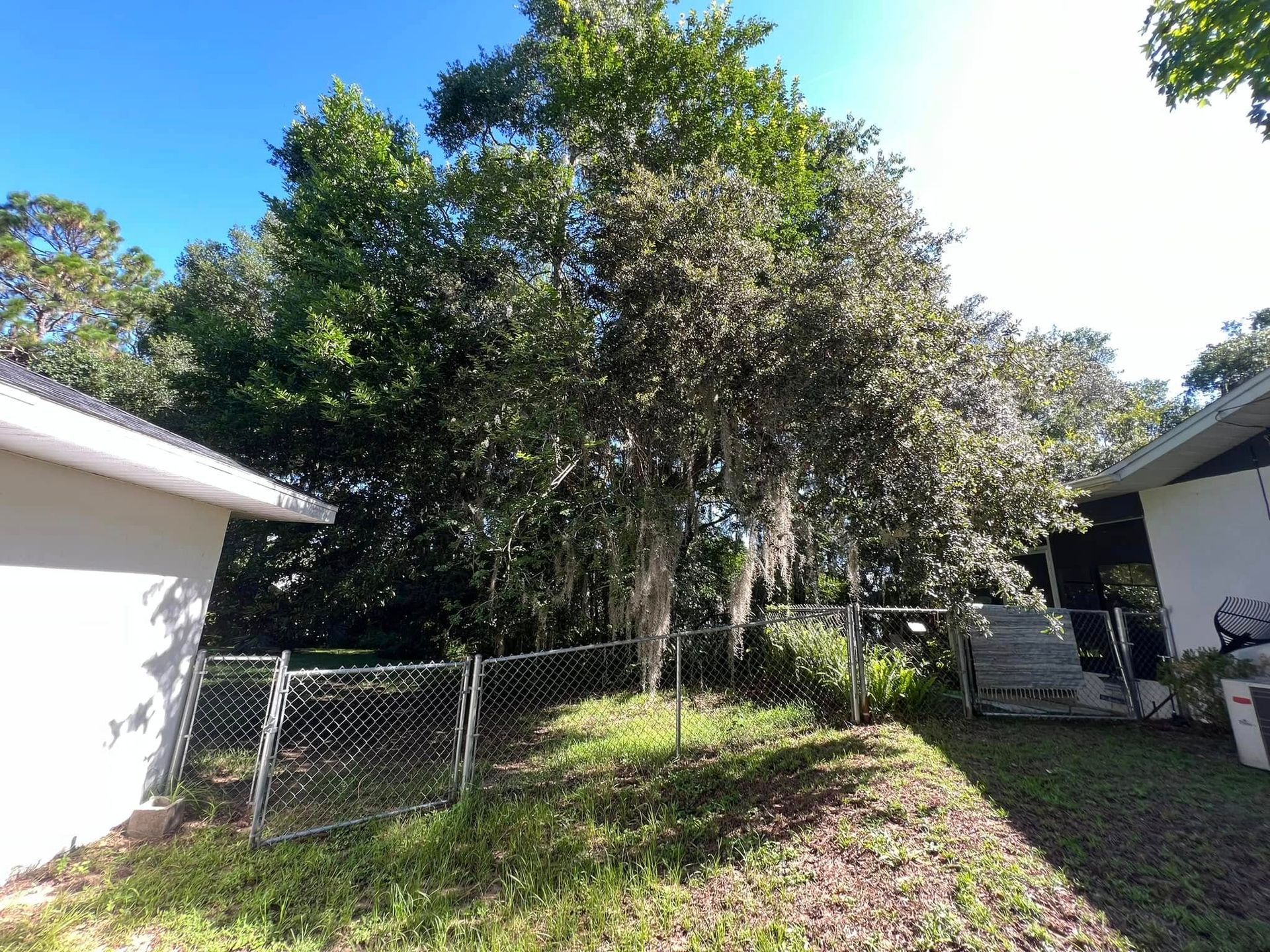 A backyard with a chain-link fence, a tree with Spanish moss, and two houses with white walls under a blue sky.