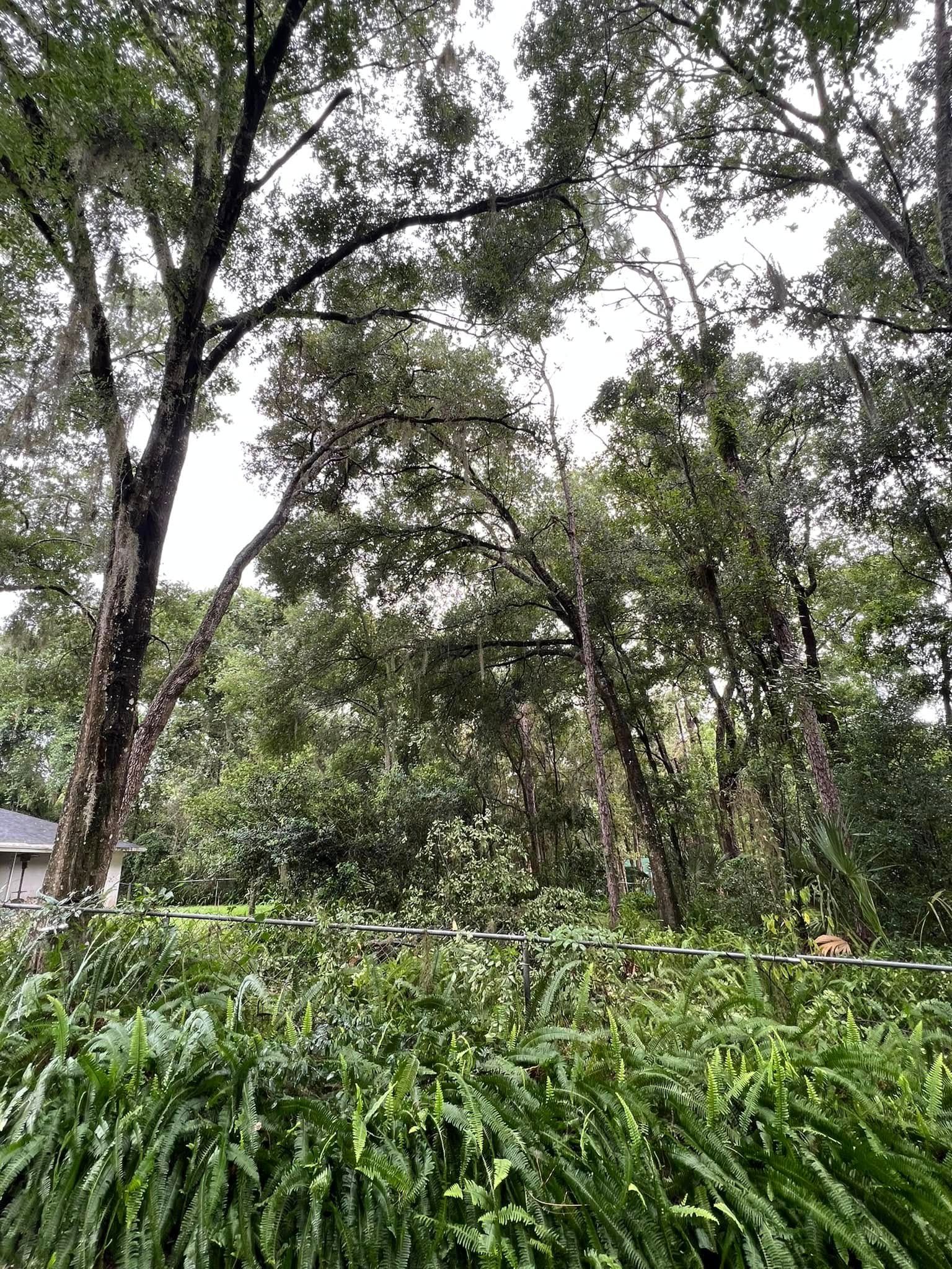 Lush green foliage dominates, with tall trees rising to a cloudy sky.