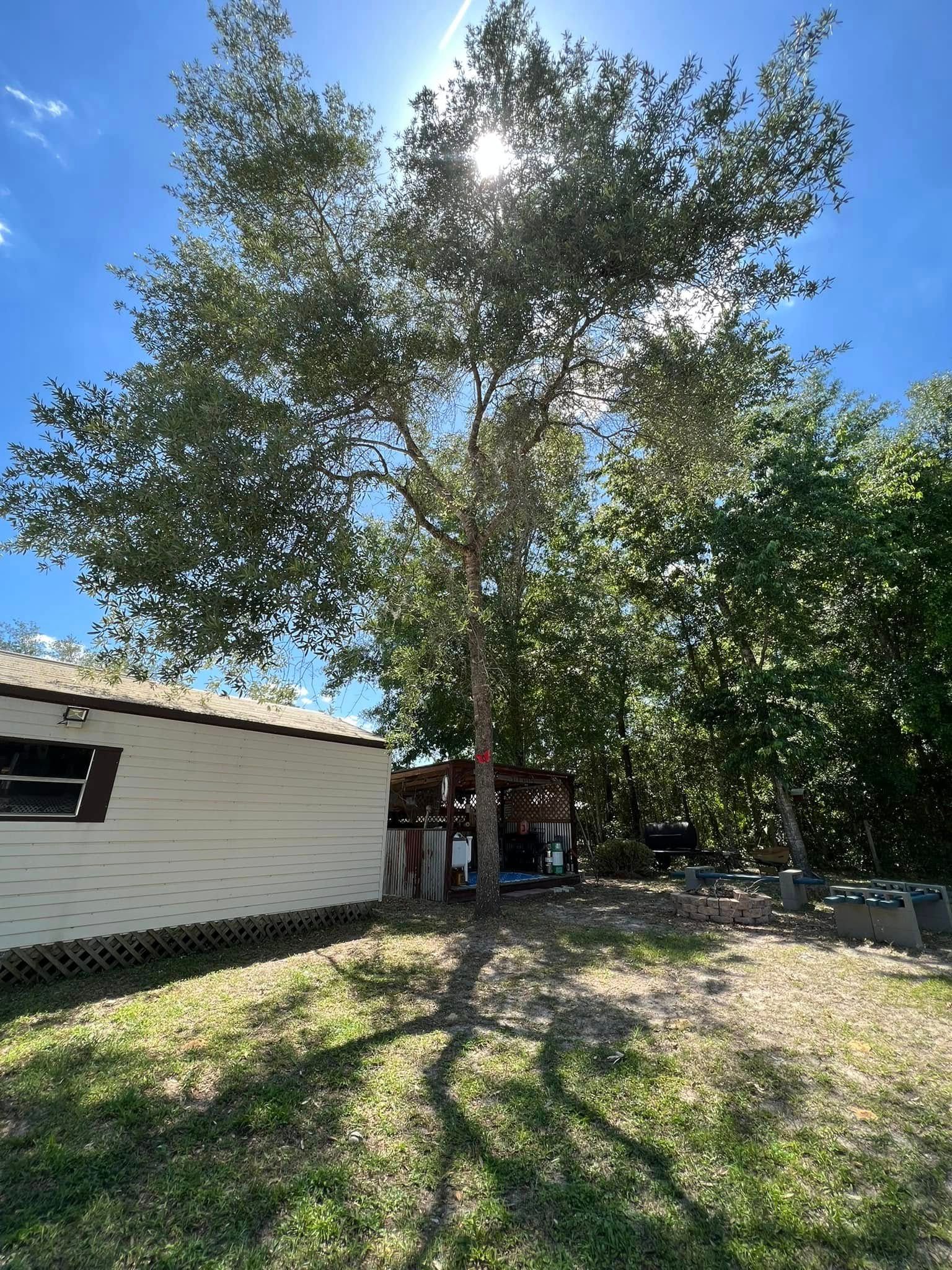 Tall tree casting a shadow over a small building and grassy yard under a sunny, blue sky.