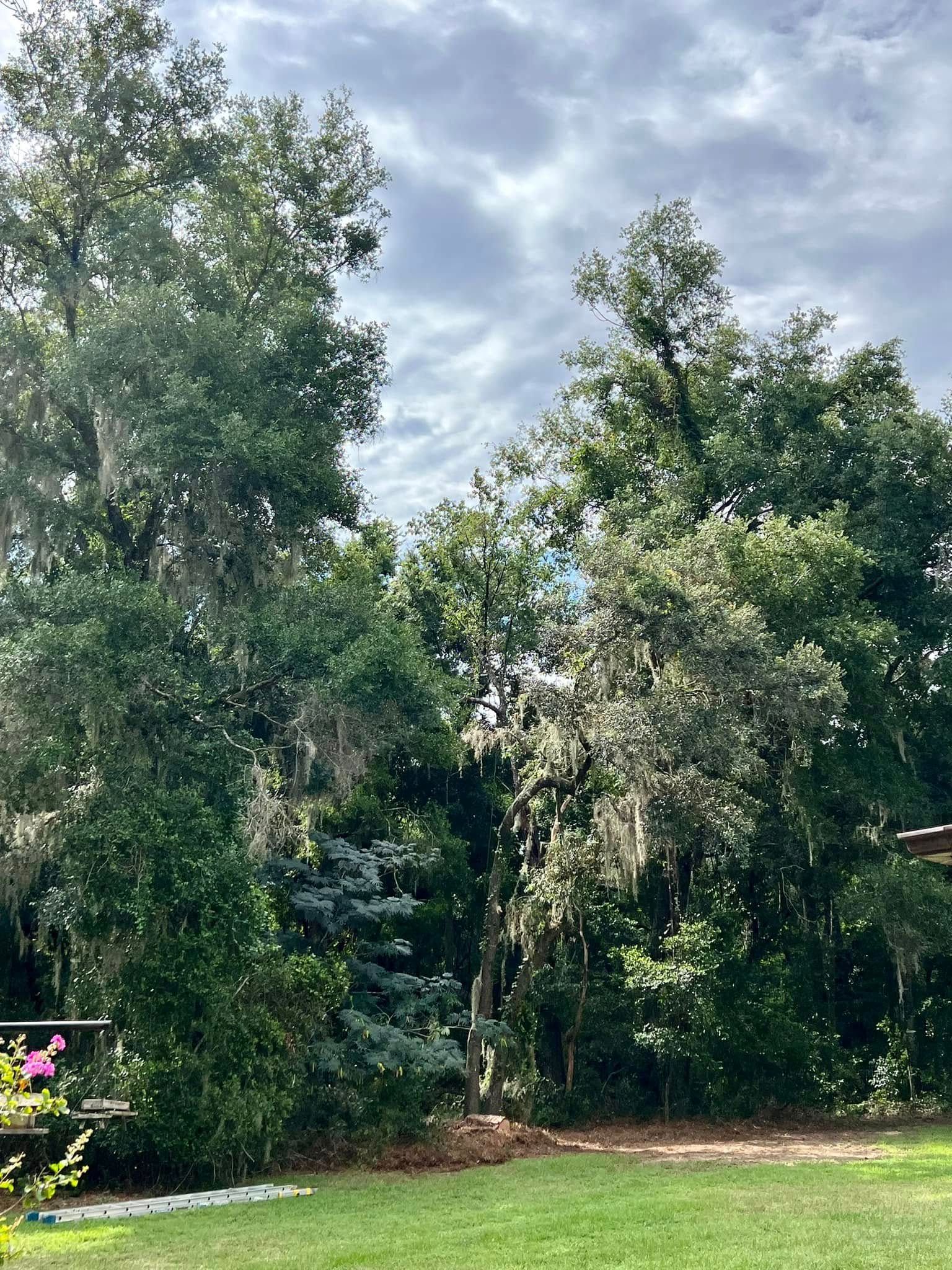 Trees in a yard with Spanish moss, green grass, and a cloudy sky.