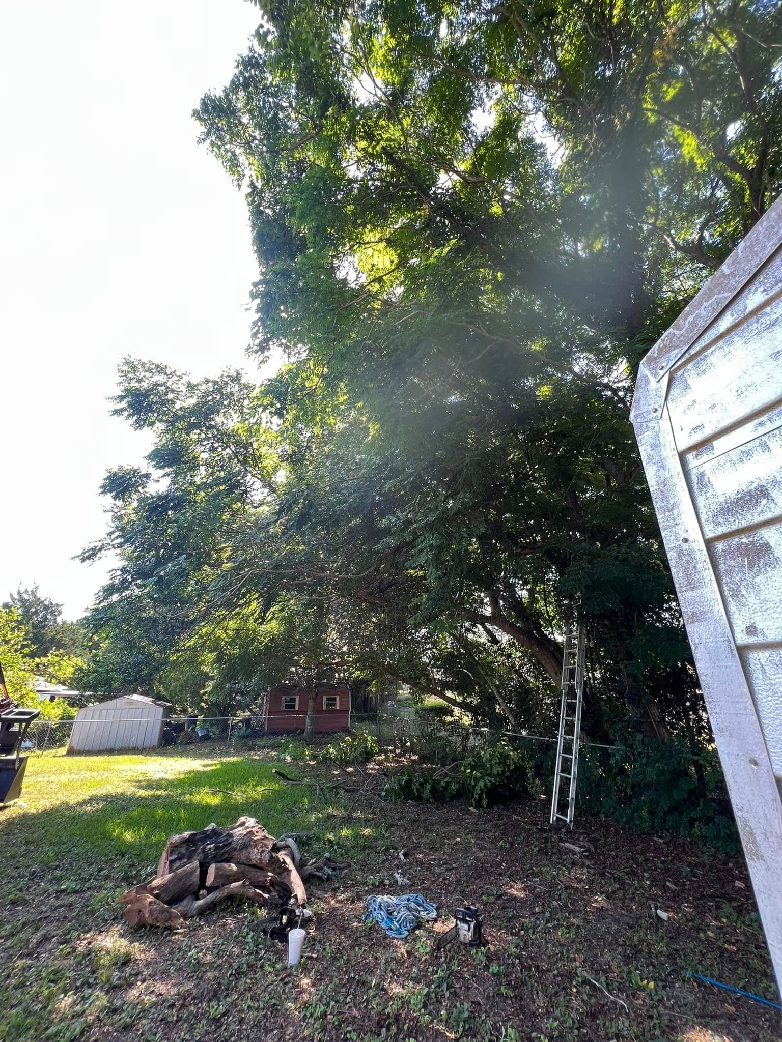 Large tree casting shade over a grassy backyard. A shed is on the right, and firewood sits in the foreground.