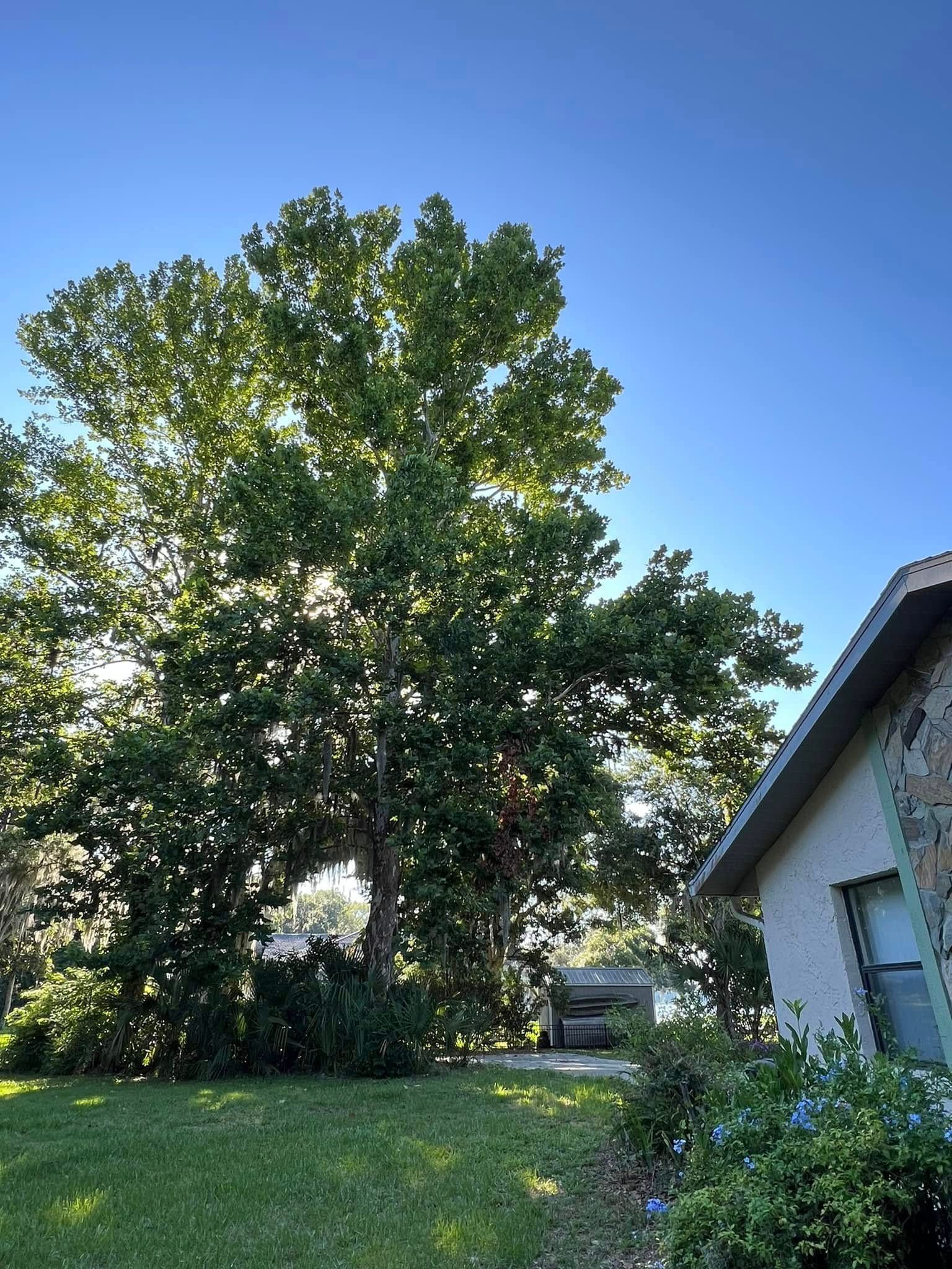 Large tree in front of a house on a sunny day. Green leaves, blue sky, and green lawn.