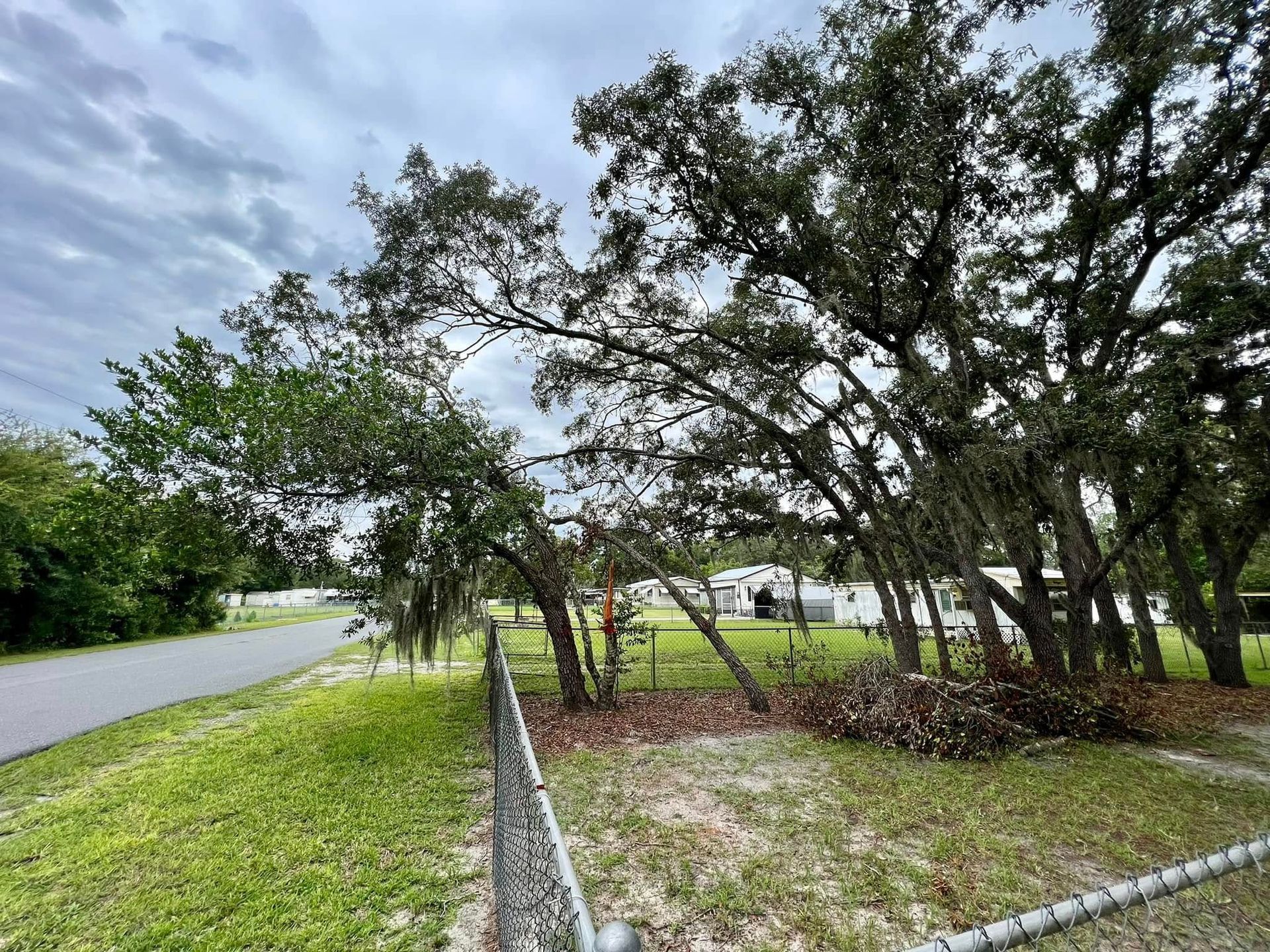 Trees leaning over a chain-link fence on a cloudy day, with a road and grassy area.