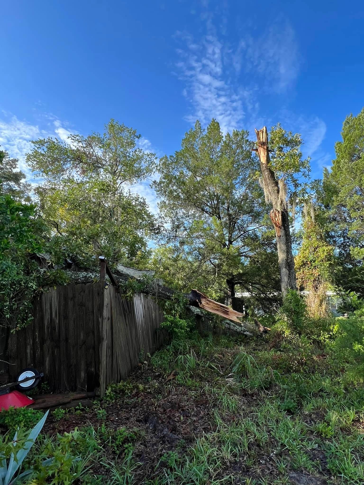 Dilapidated shed in overgrown vegetation with a partially cut tree under a blue sky.