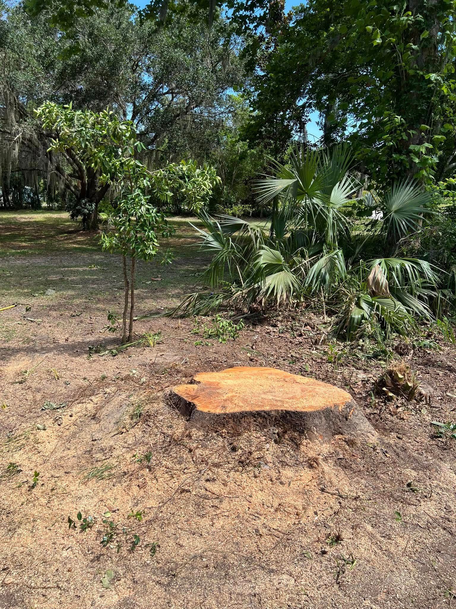 Tree stump in a yard with a small tree and greenery in the background under a blue sky.