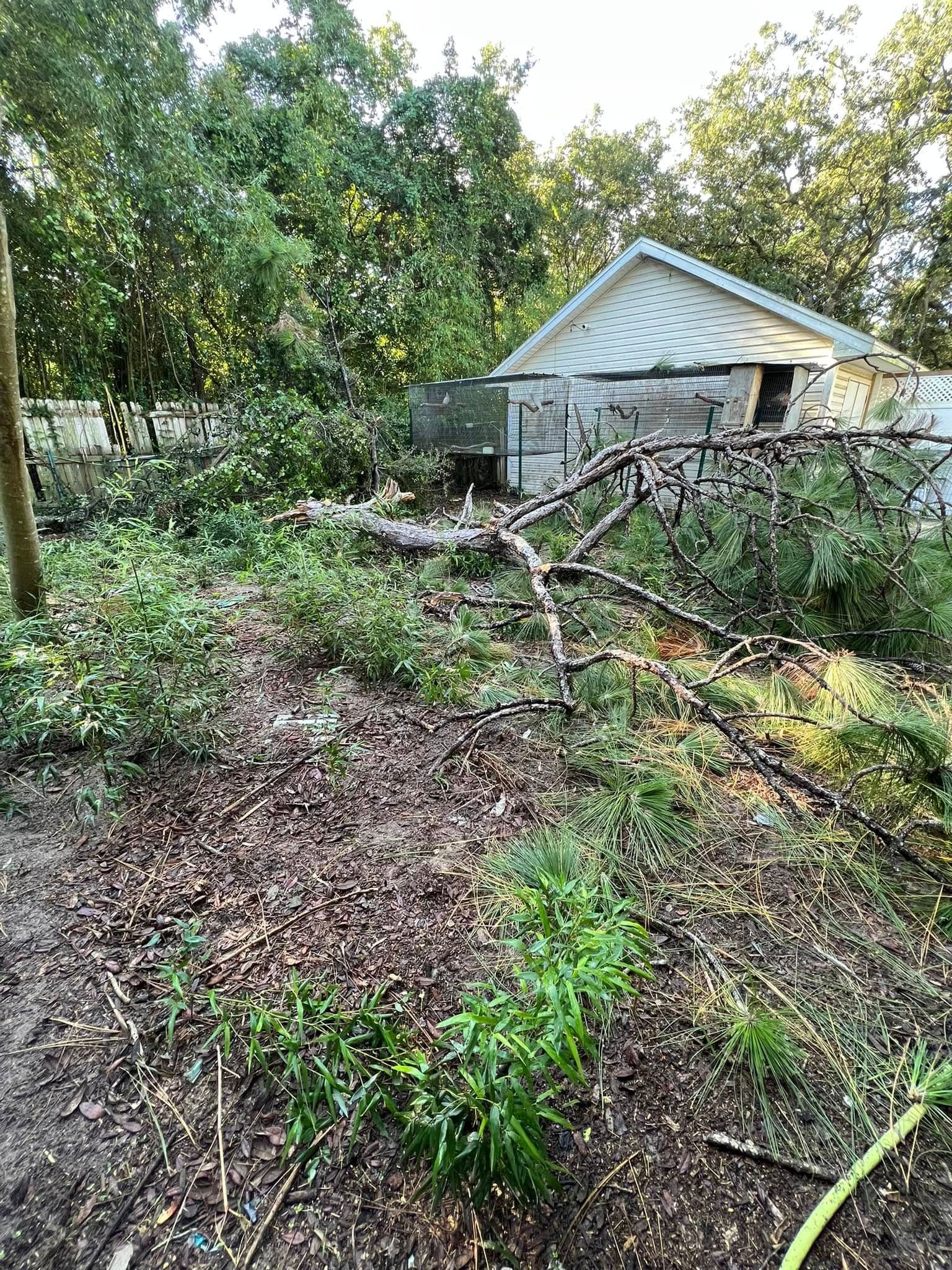 Overgrown yard with fallen tree branches near a small, weathered building with a white roof.