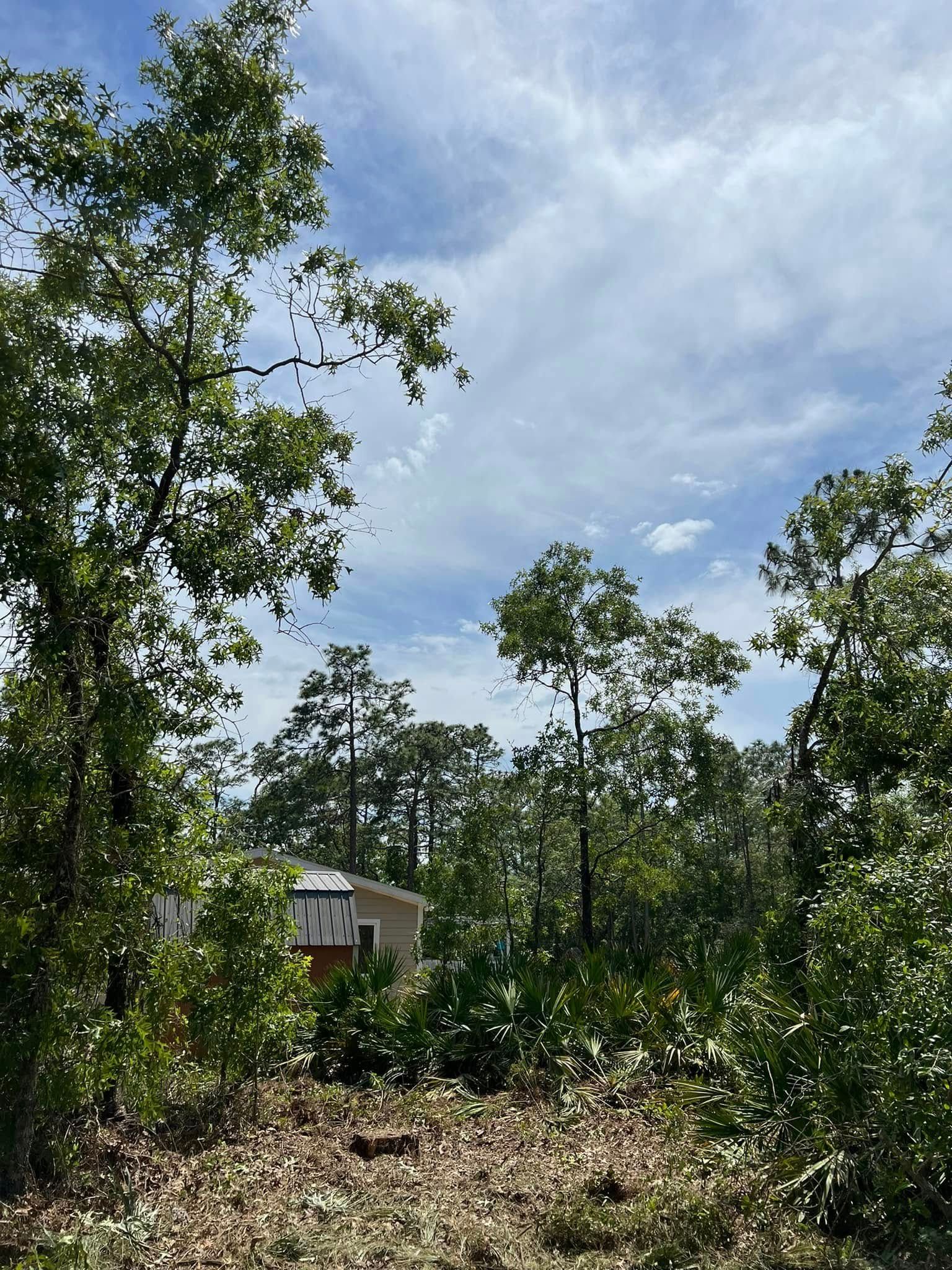 Trees with green leaves against a partly cloudy sky; a light-colored building peeks through the trees.