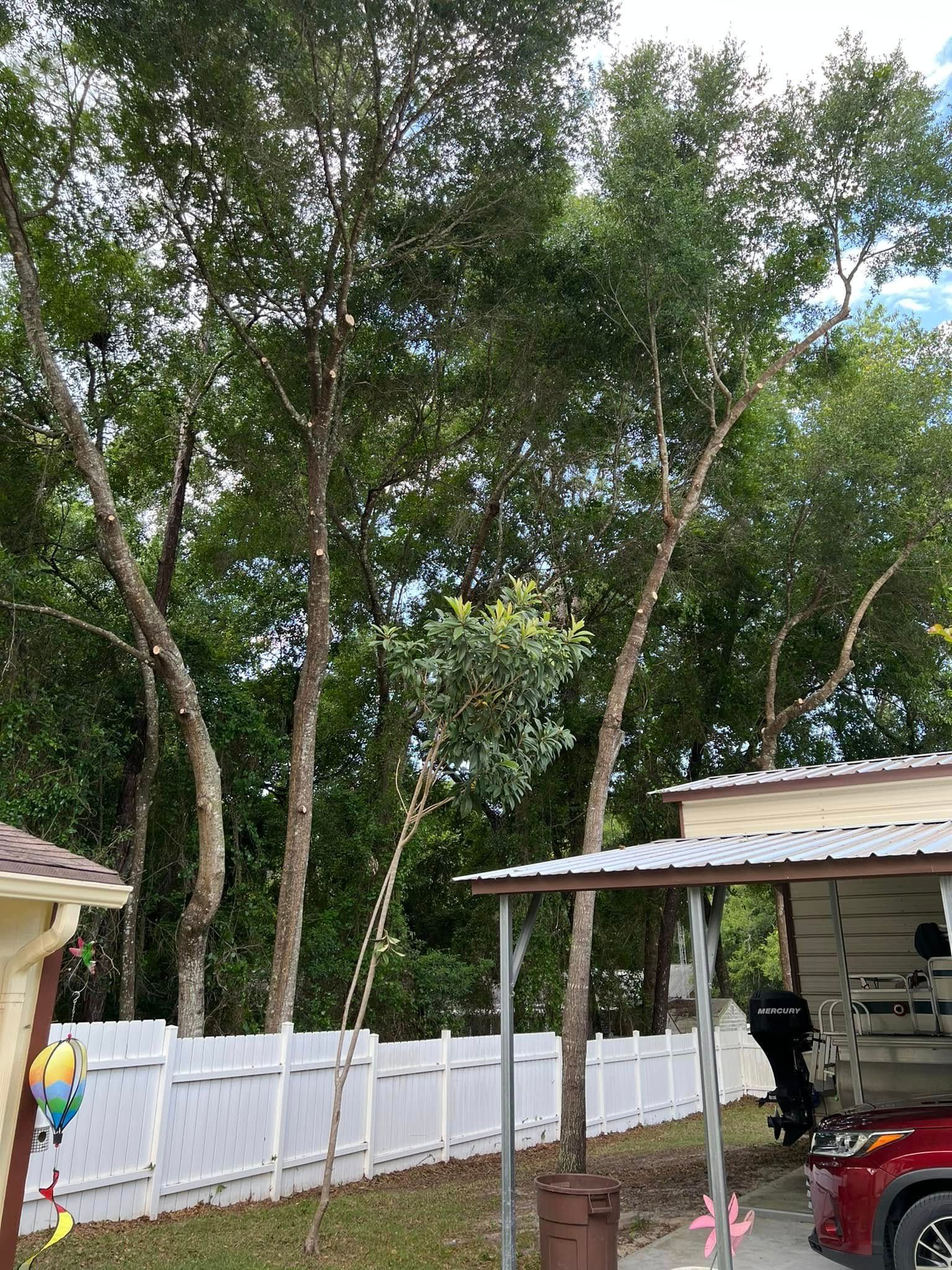 Tall trees with partial trimming next to a white fence and a house.
