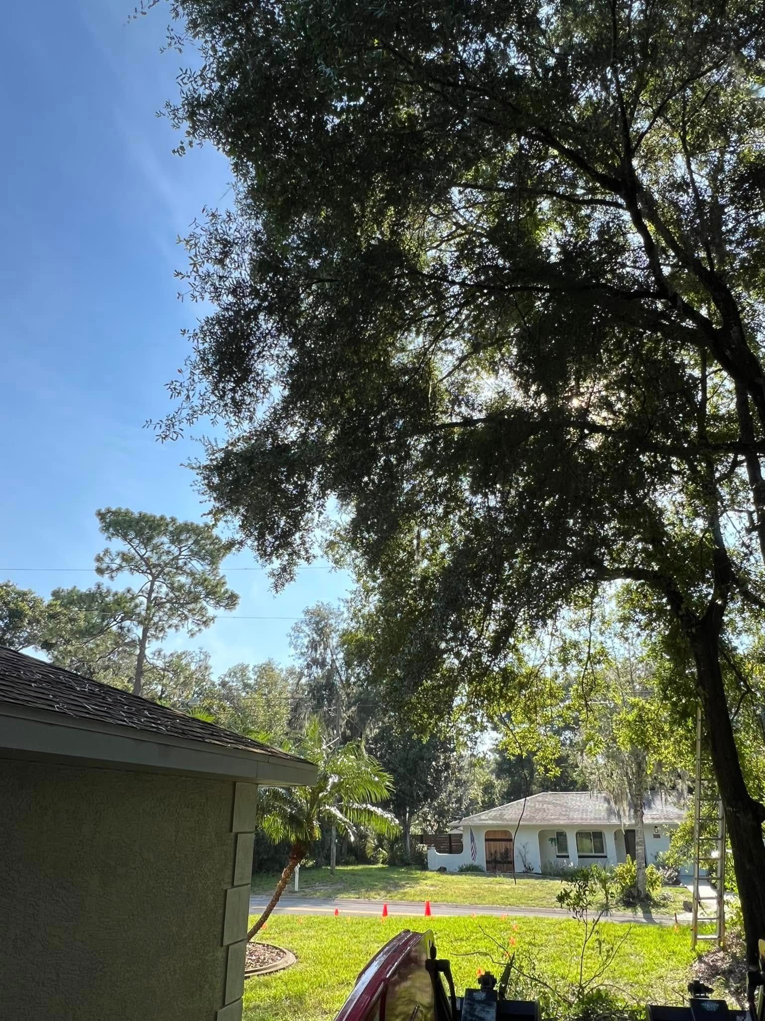 A sunny outdoor scene with a house and trees. Green grass and blue sky.