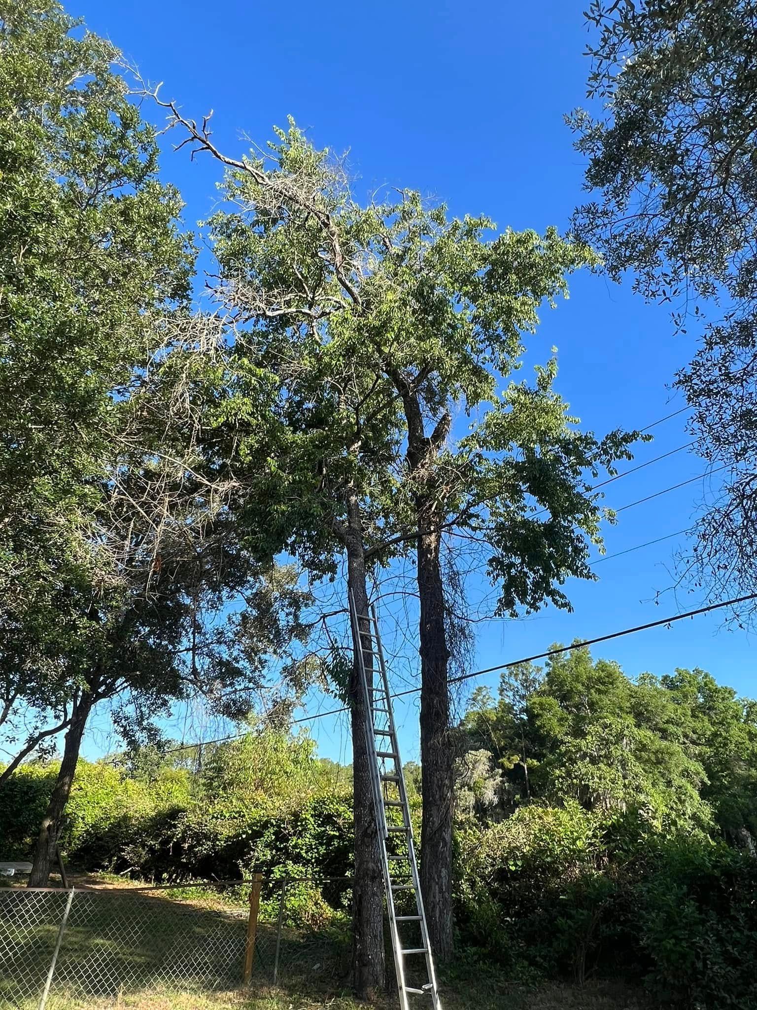 A tall tree with a ladder propped against it, under a bright blue sky.