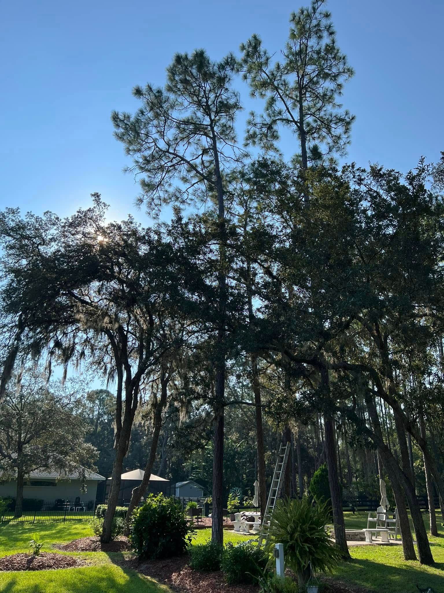Tall trees in a cemetery, sunny day with blue sky. Sunlight filters through the branches.