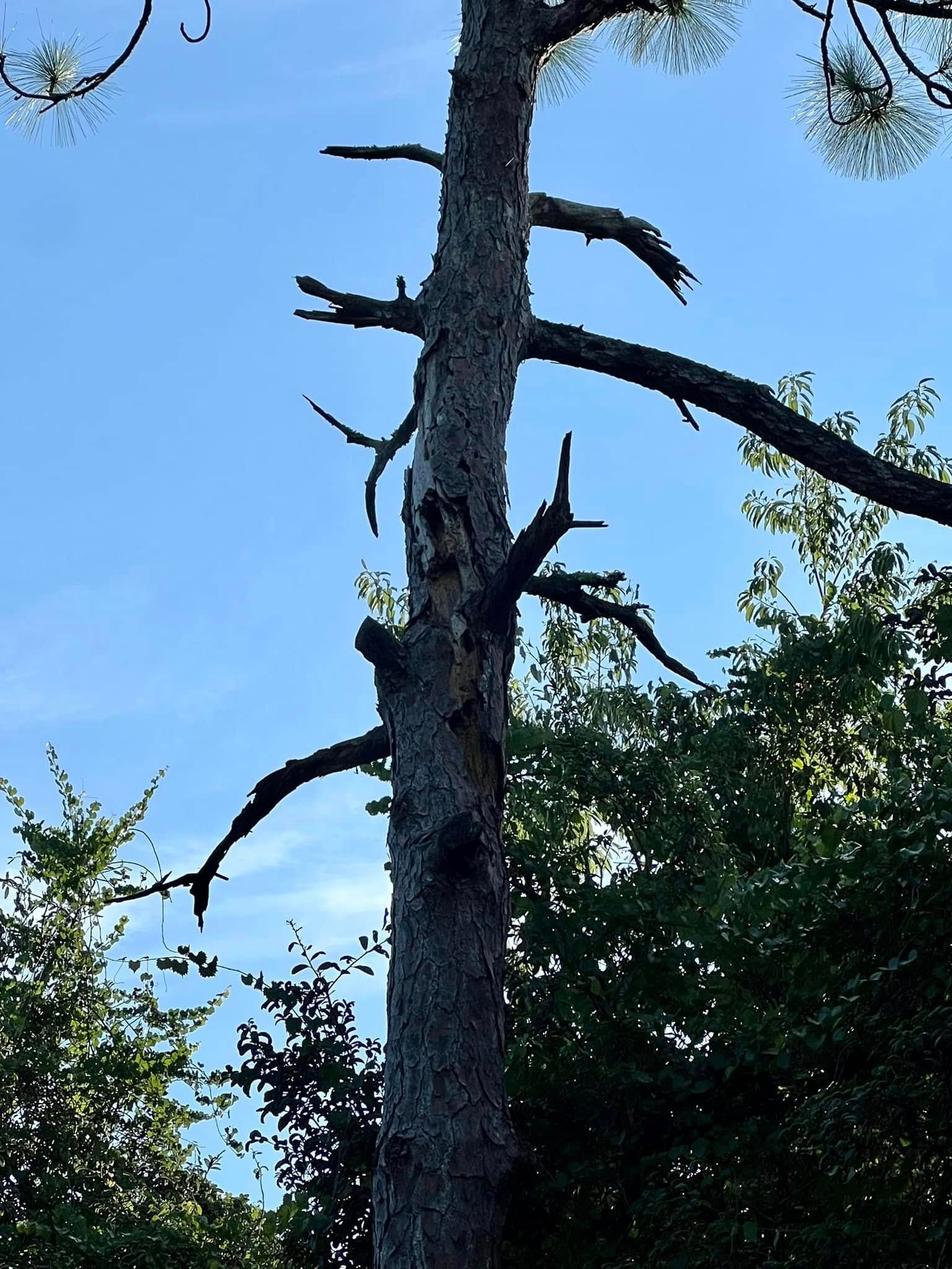 Tall tree with bare branches against a blue sky, surrounded by green foliage.