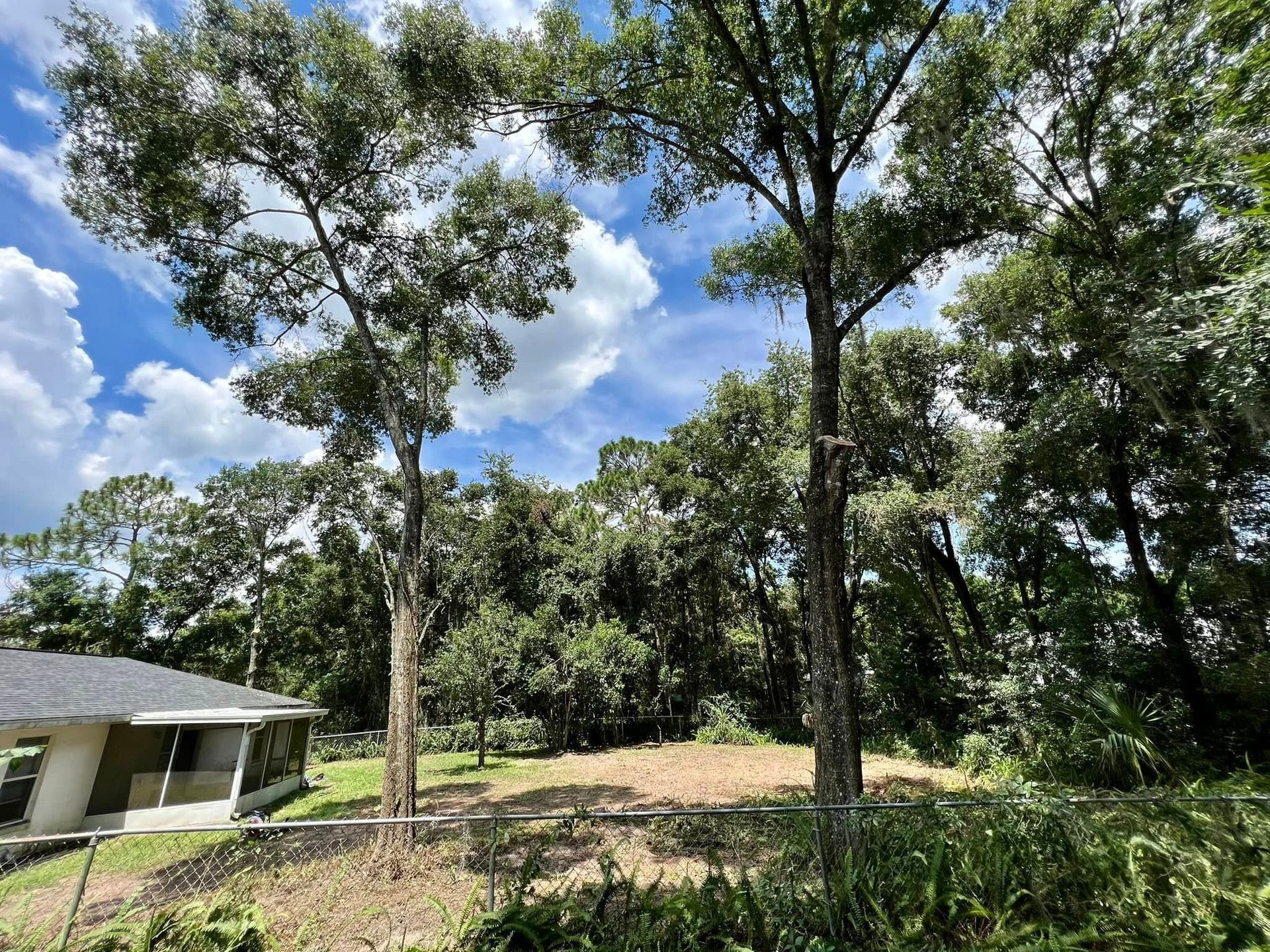 Trees in a yard with a partially visible house, against a bright blue sky with clouds.