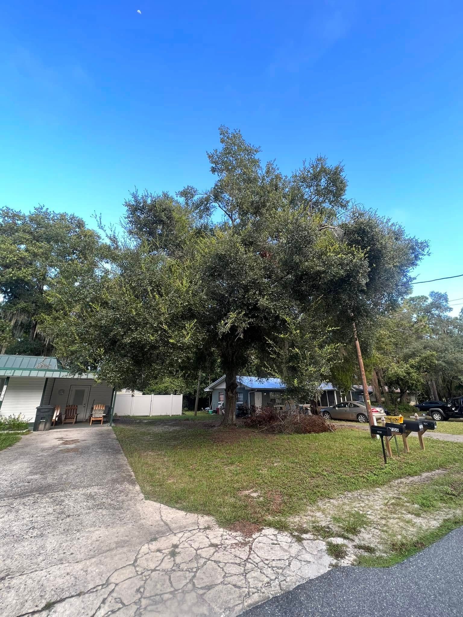 Large leafy tree in front yard, small houses, clear blue sky.