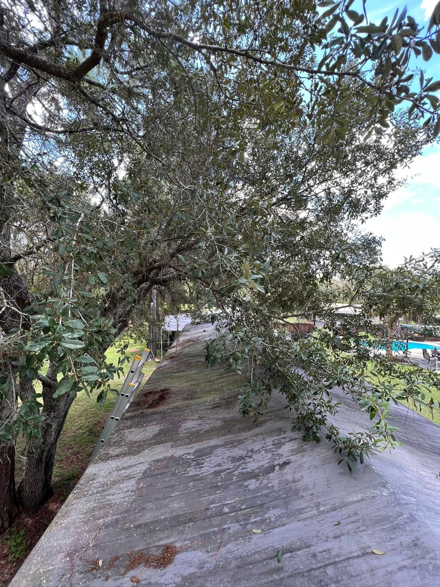 Overgrown concrete structure with trees on top, visible blue sky, and a glimpse of a pool.