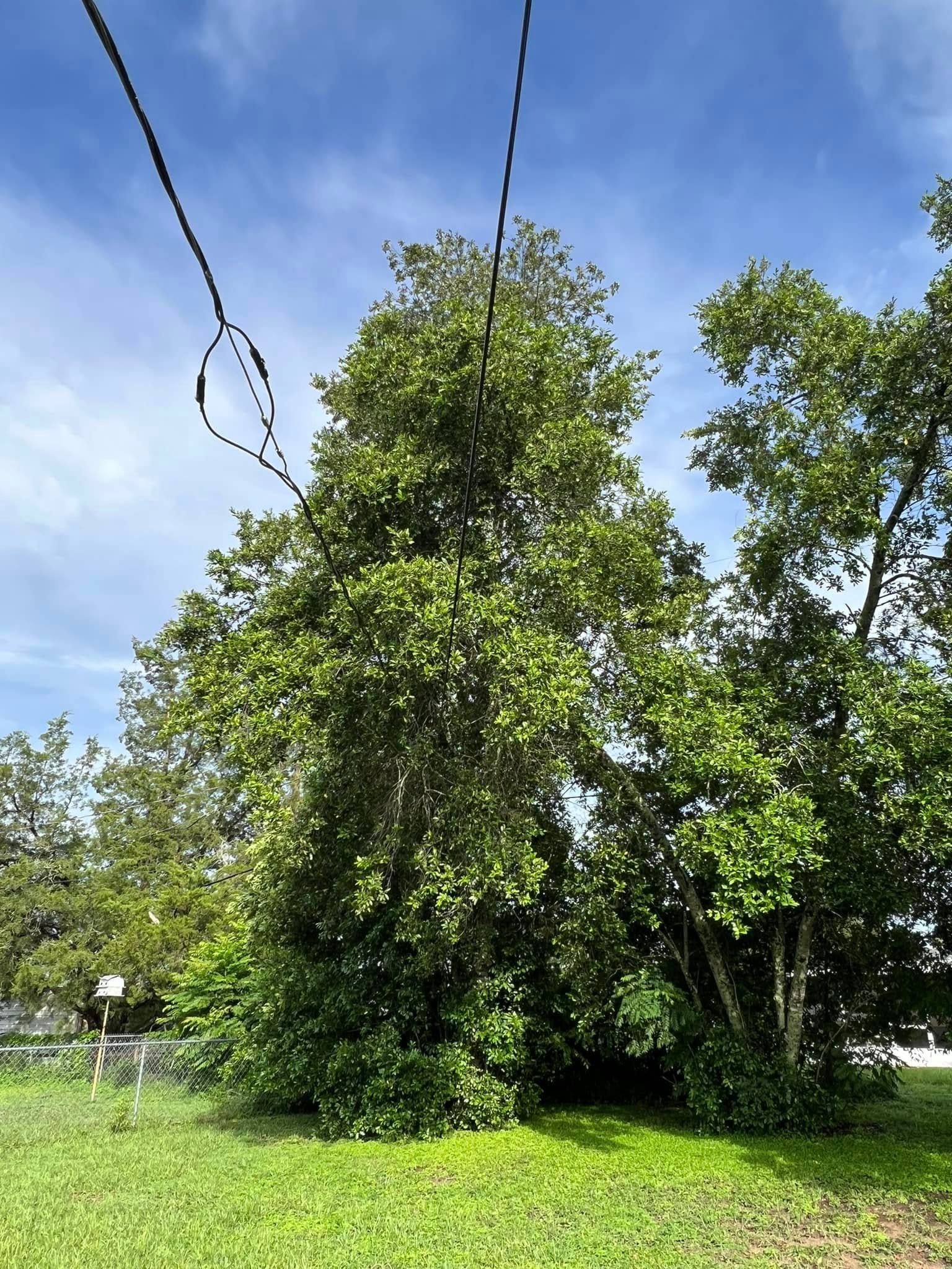 Green trees with lush foliage beneath a blue sky, power lines overhead, and grassy ground.