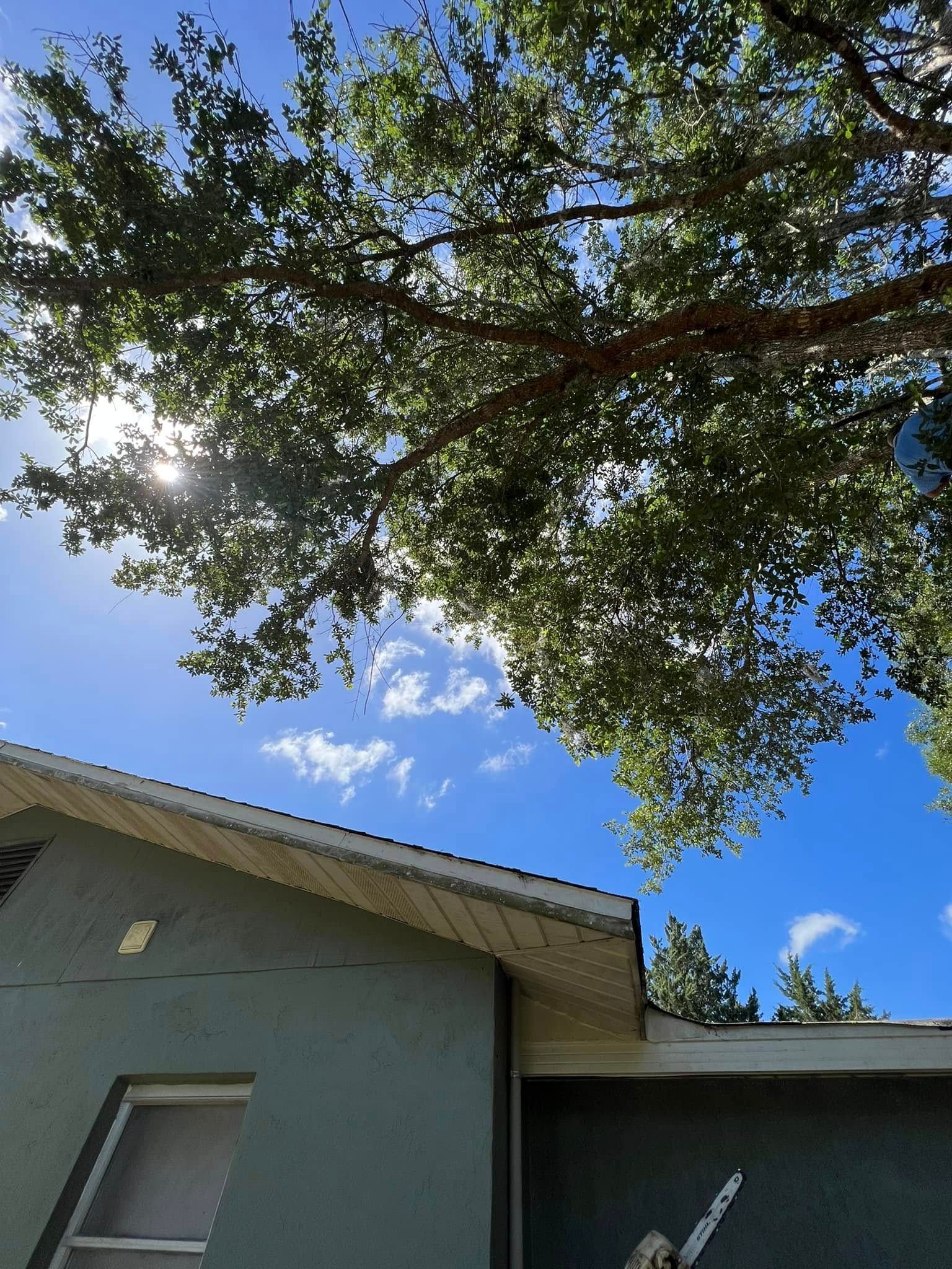 A teal building with a white roof under a sunny, blue sky and leafy tree branches.