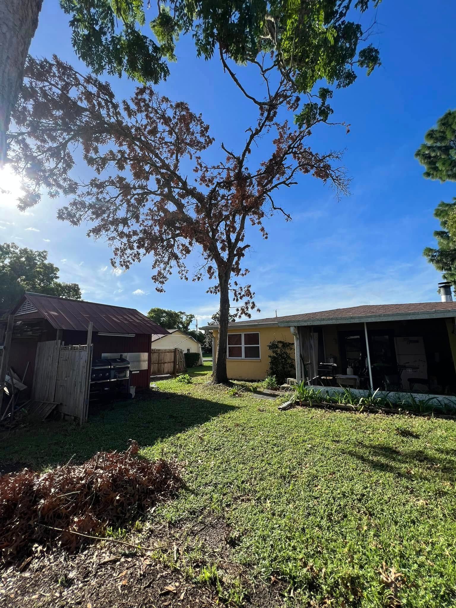 Backyard scene with brown-leafed tree, sunny blue sky, shed, and yellow house. Green grass and foliage.