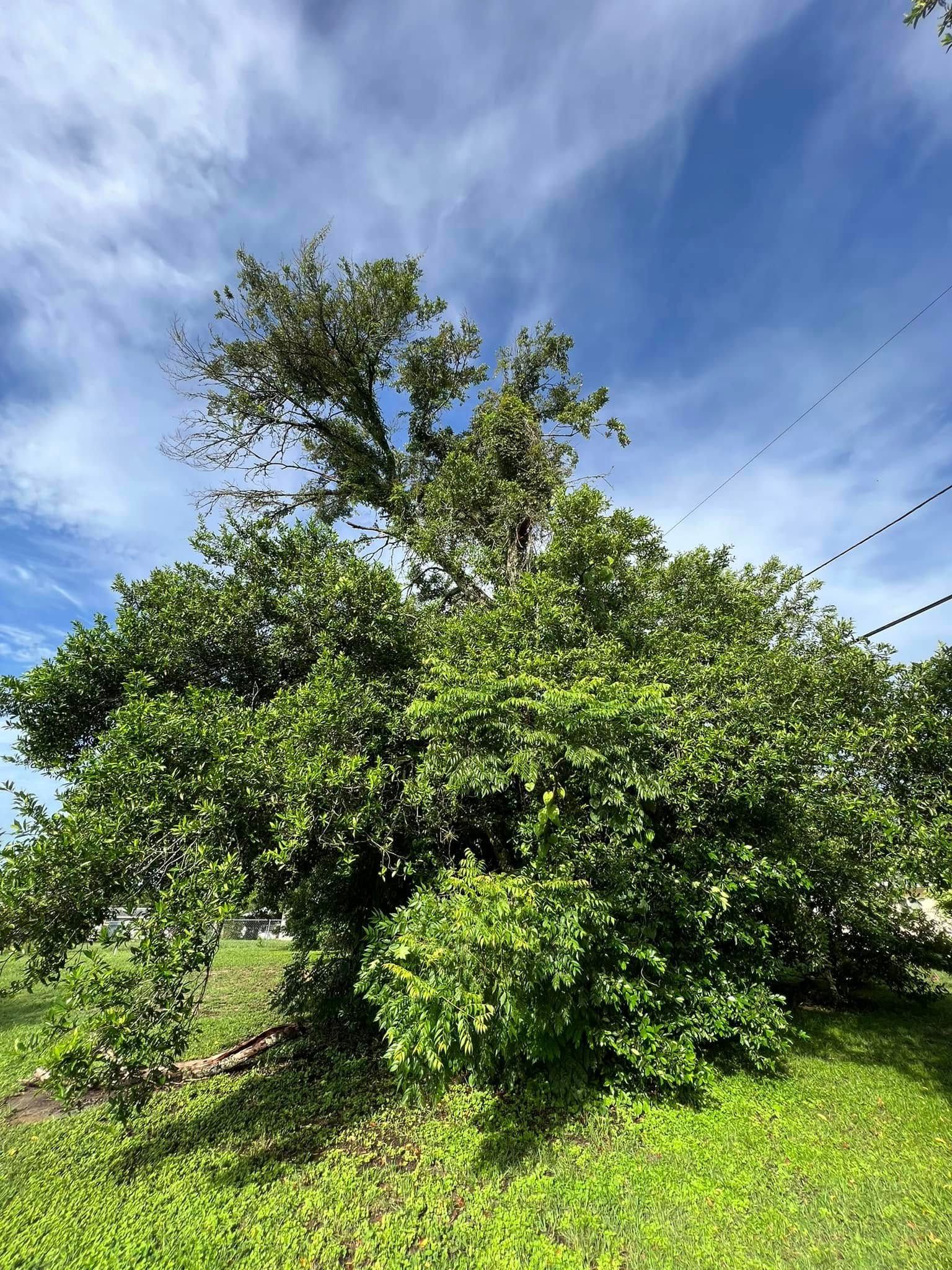 Large, leafy green tree against a bright blue sky with wispy clouds. Power lines visible.