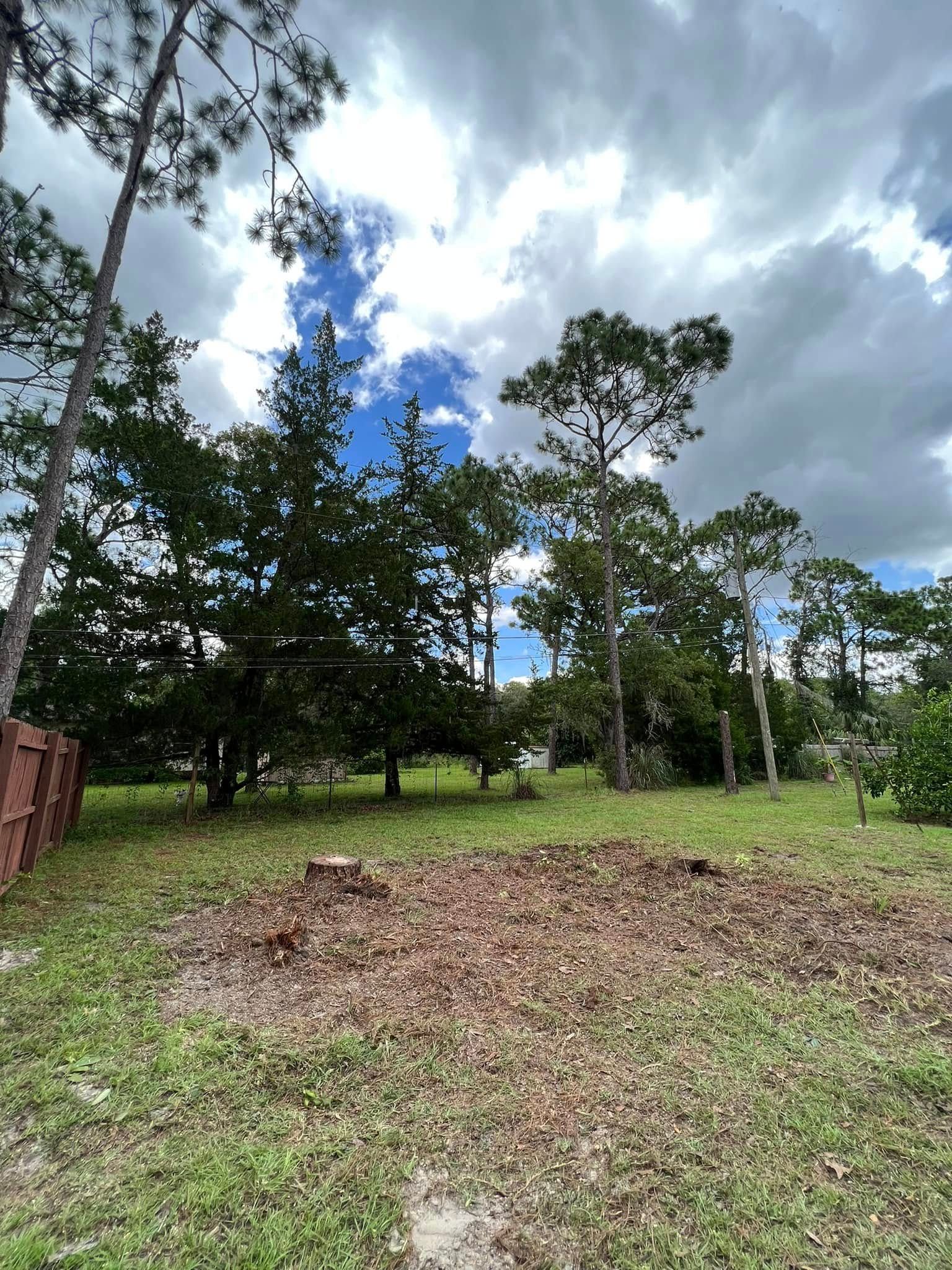 Grassy yard with fallen leaves in foreground, trees and cloudy sky in background.