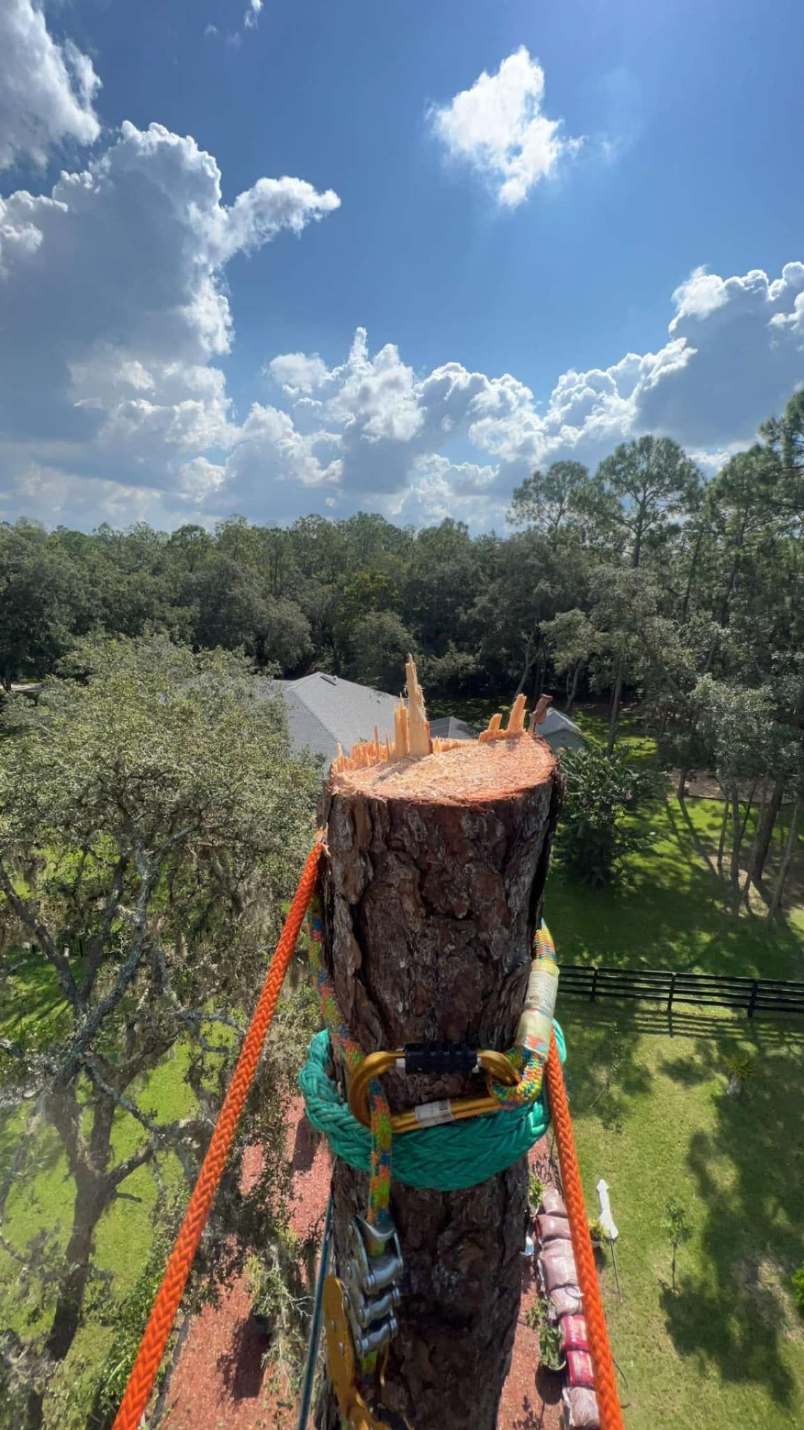 Tree trunk with safety harness against blue sky and clouds. Green and orange rope visible.