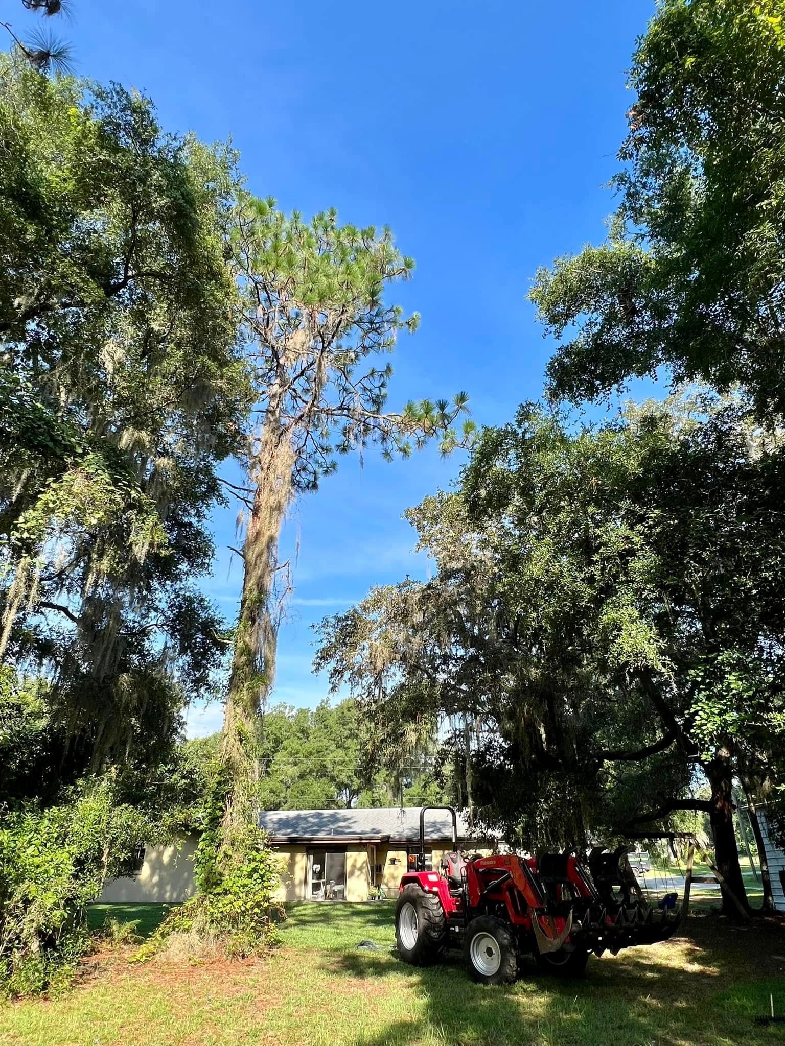Tall pine tree with vines, small tractor, building, and green grass against a blue sky.