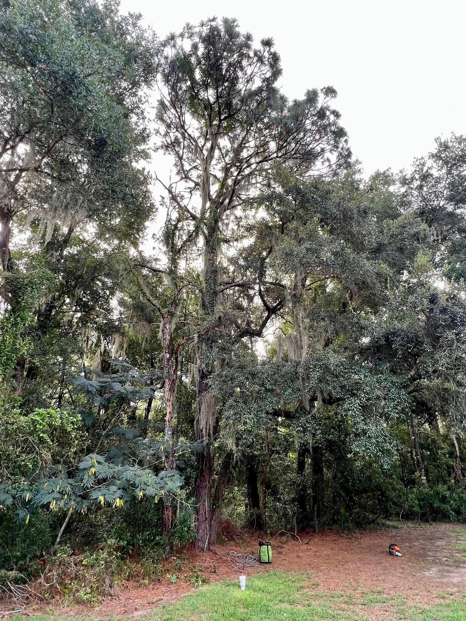 Trees in a forest with Spanish moss and a grassy area in the foreground.