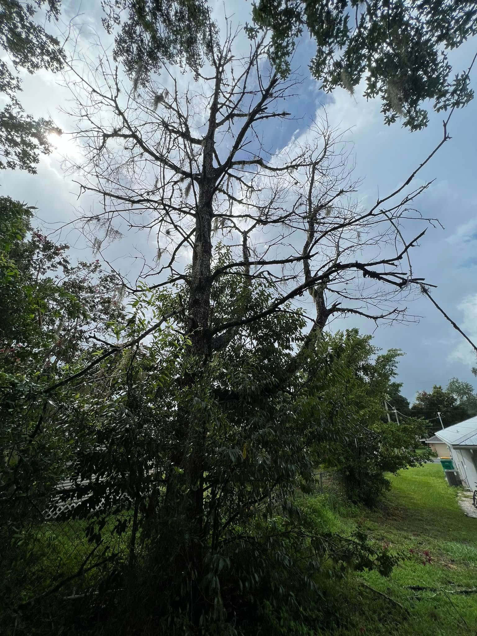 Tall tree with sparse branches, partly bare, against a cloudy sky; surrounded by green foliage.