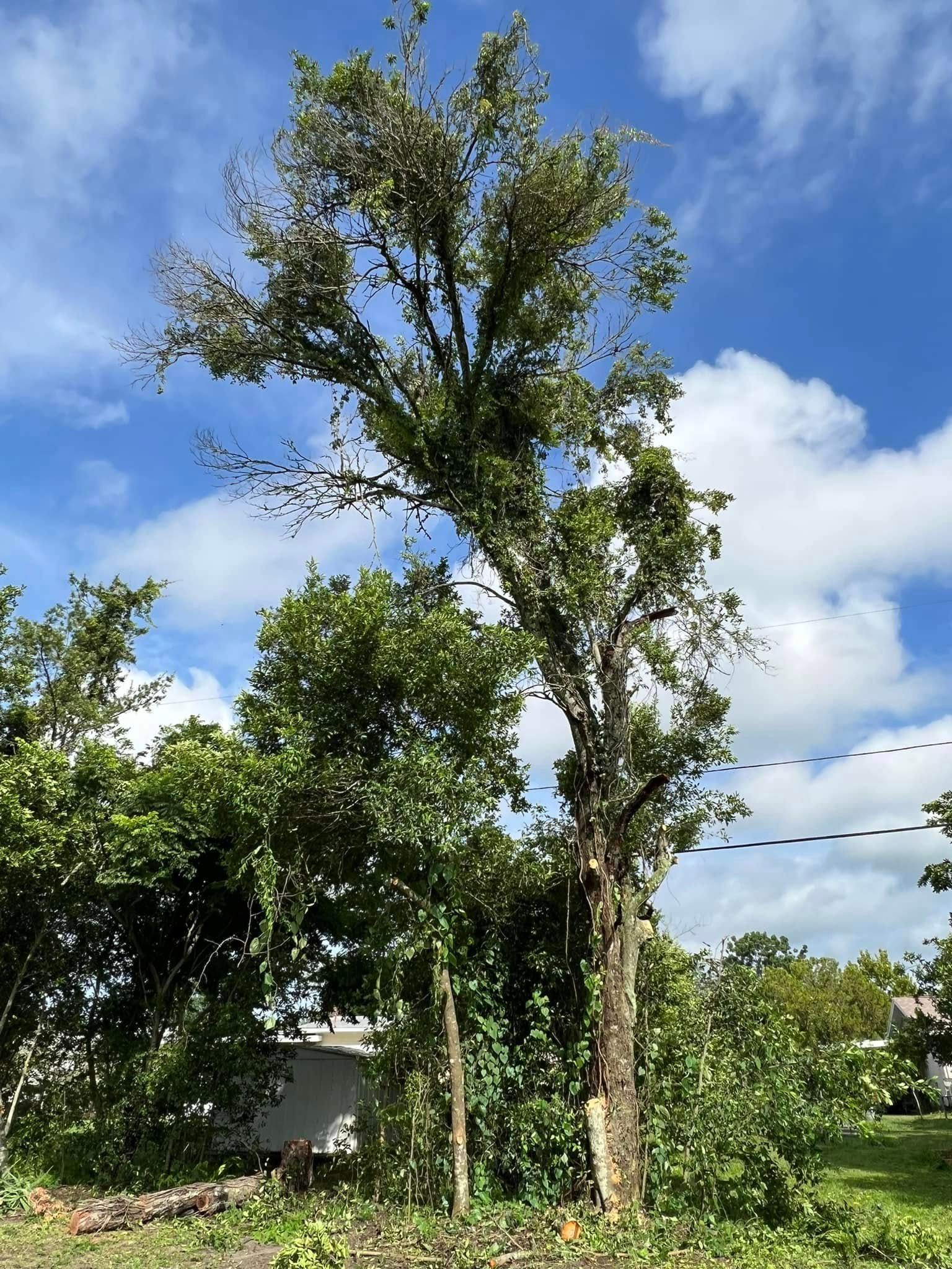 Tall tree with green and brown foliage against a blue sky with clouds.