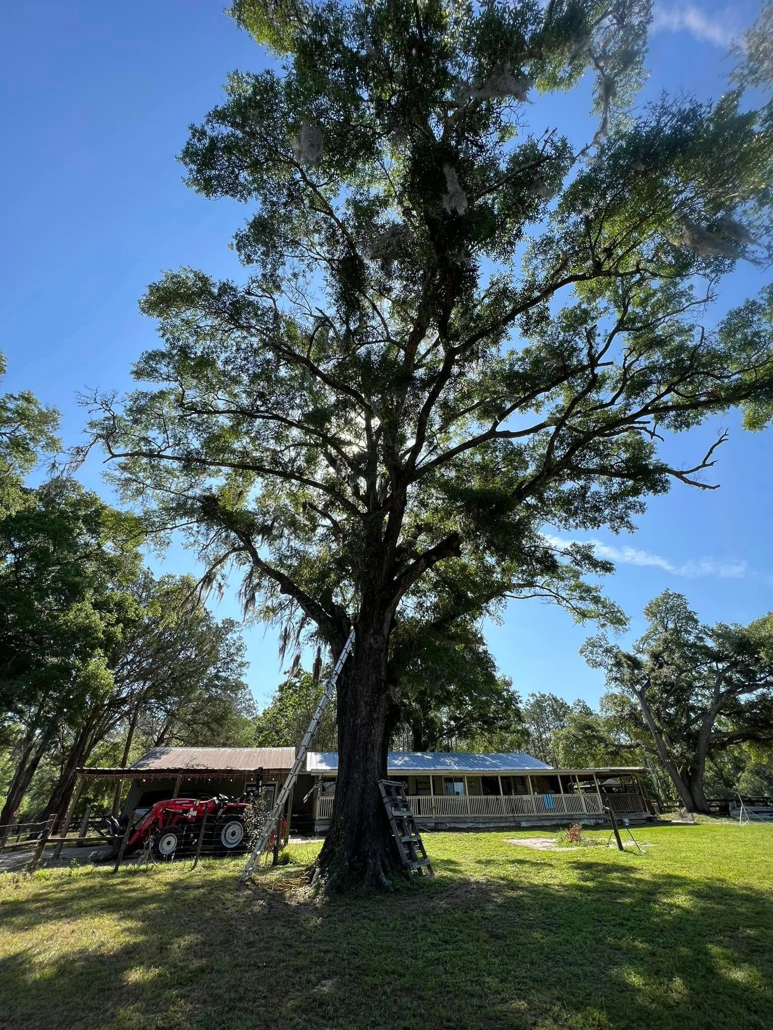 Large tree in front of a house, bright blue sky.