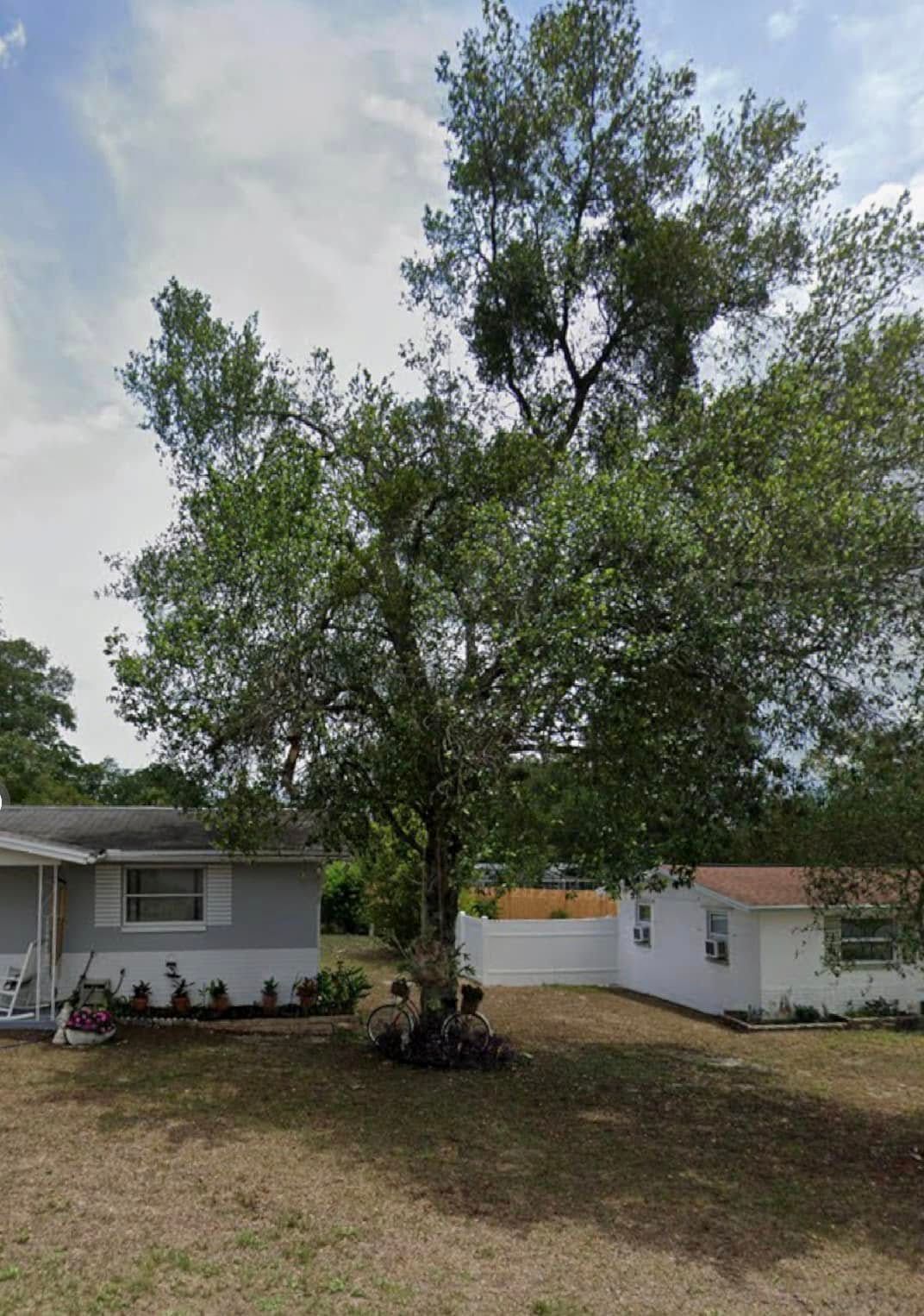 A large tree dominates a yard with a white house and small shed on either side under a partly cloudy sky.