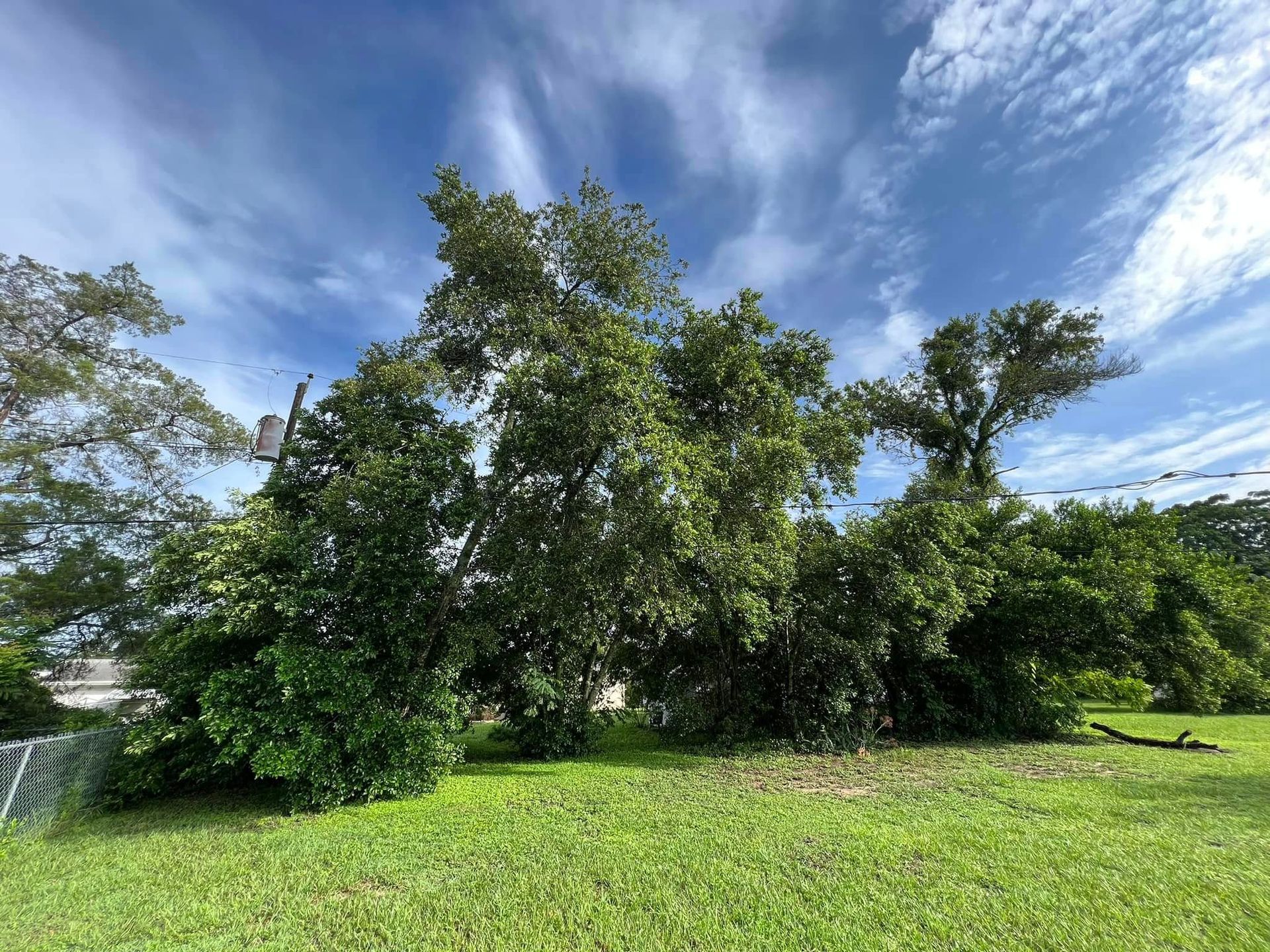 Lush green trees on a grassy lawn with a partly cloudy blue sky in the background.