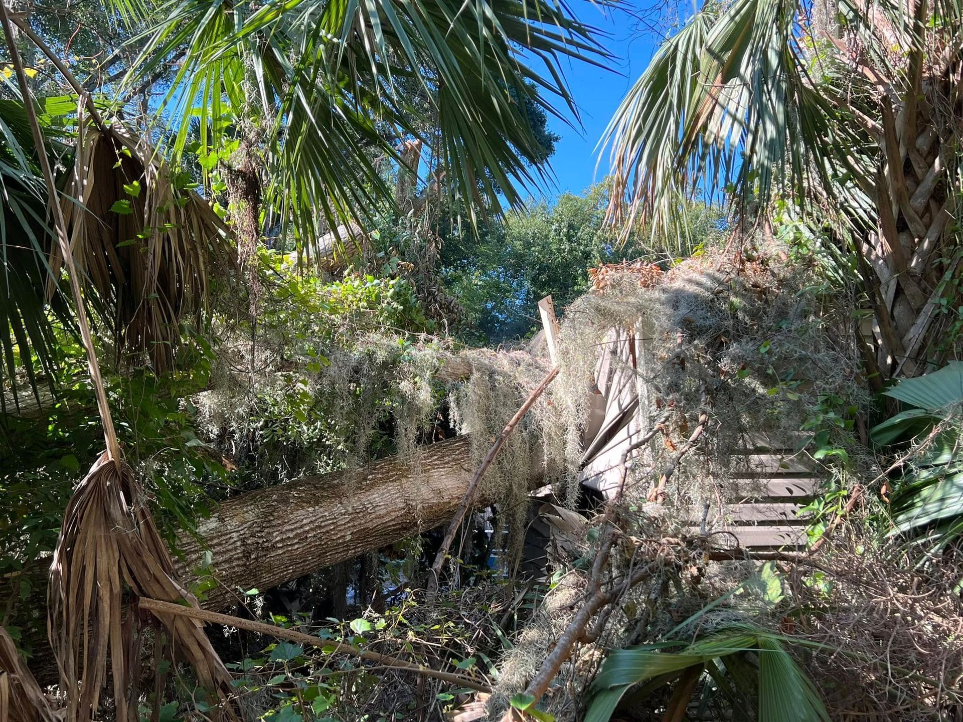 Decaying wooden structure, overgrown with plants, in a lush green forest, under a blue sky.