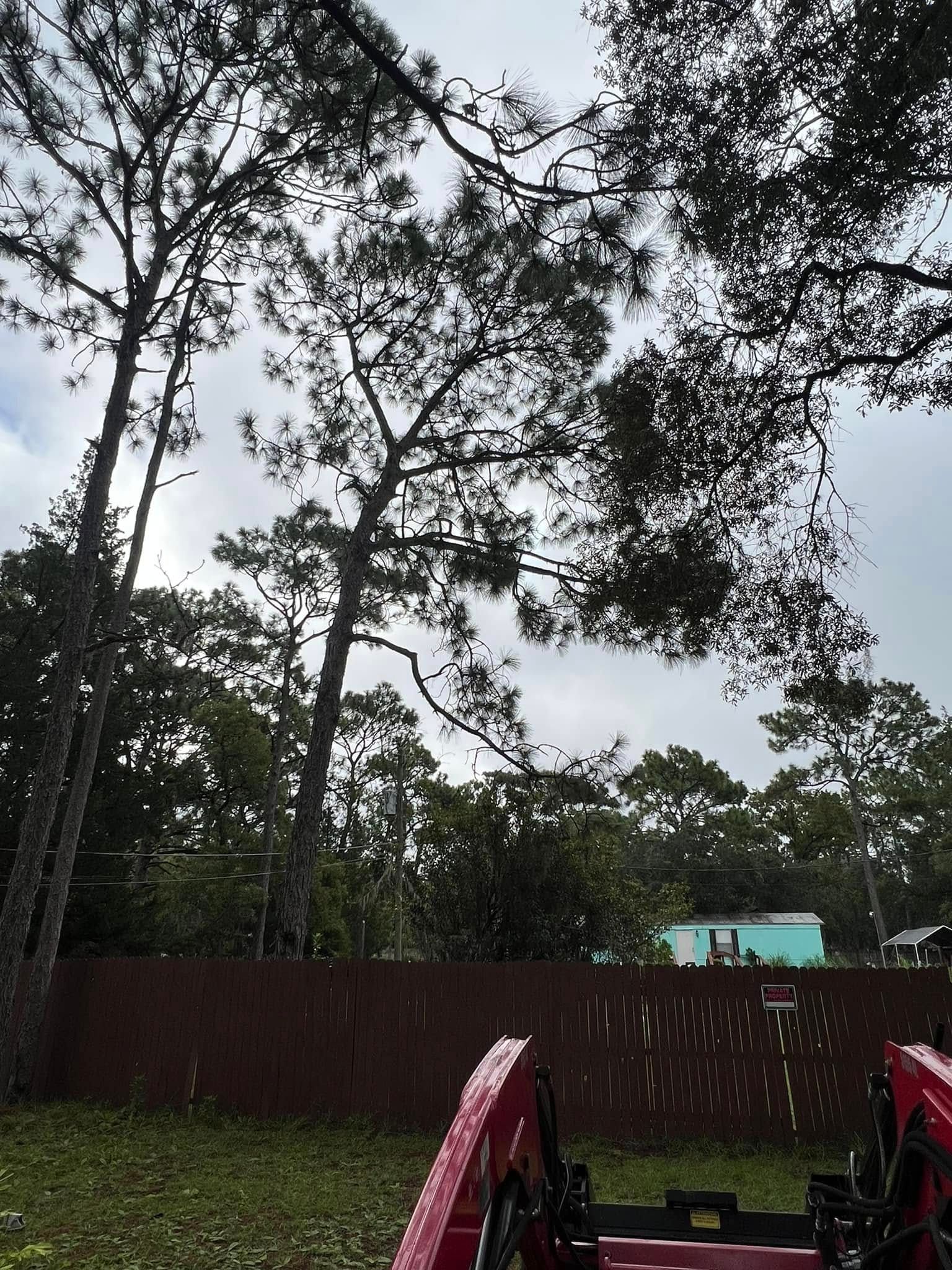 Tall trees against a cloudy sky, with a red tractor attachment in the foreground and a wooden fence in the mid-ground.
