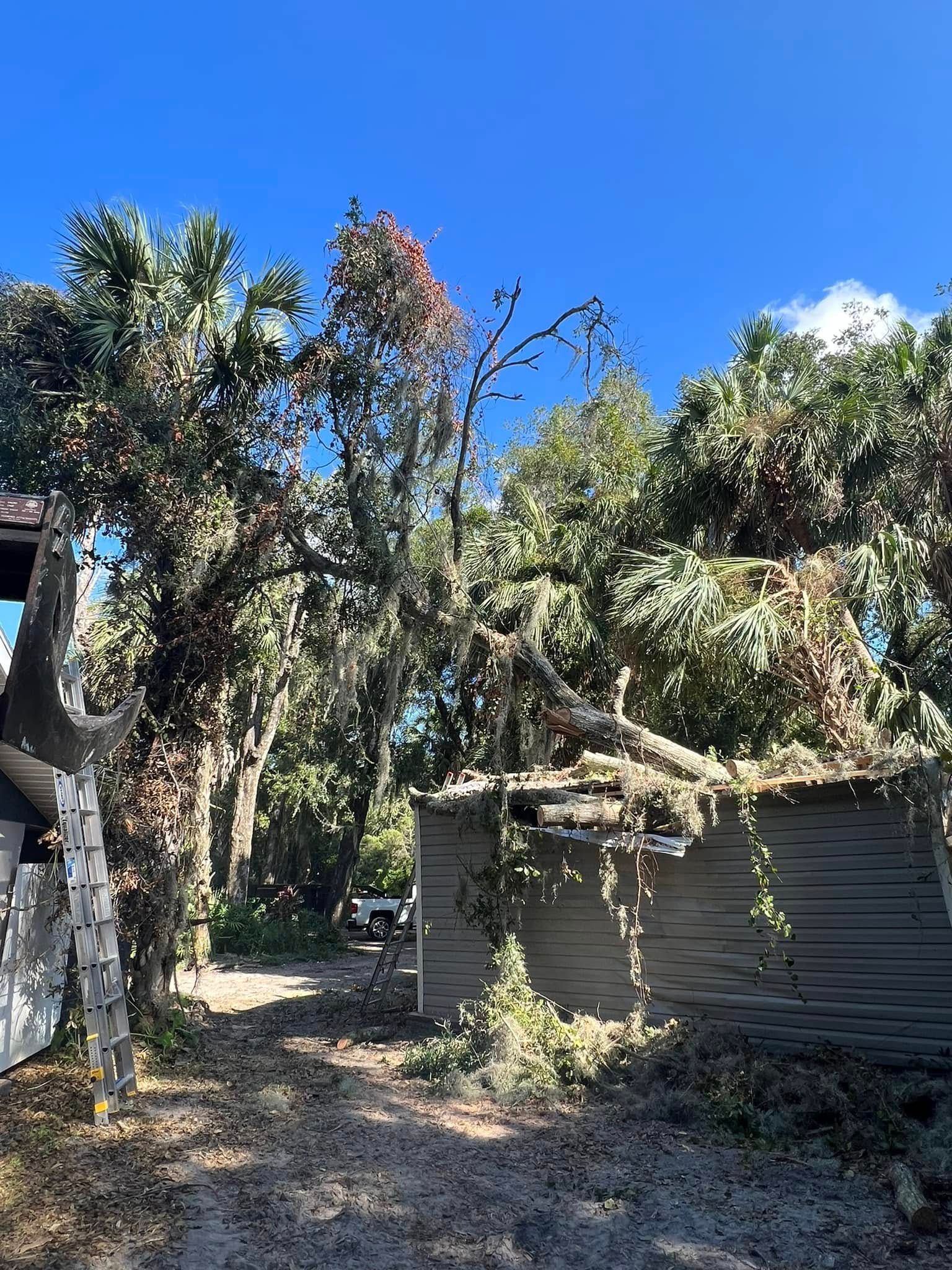 Dilapidated wooden structure amidst dense, green foliage under a clear, blue sky.
