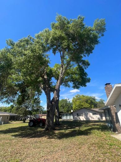 A large tree with green leaves in a yard with a red golf cart and houses under a blue sky.