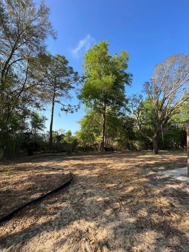 Clearing with dirt, leaves, and a few trees against a blue sky.