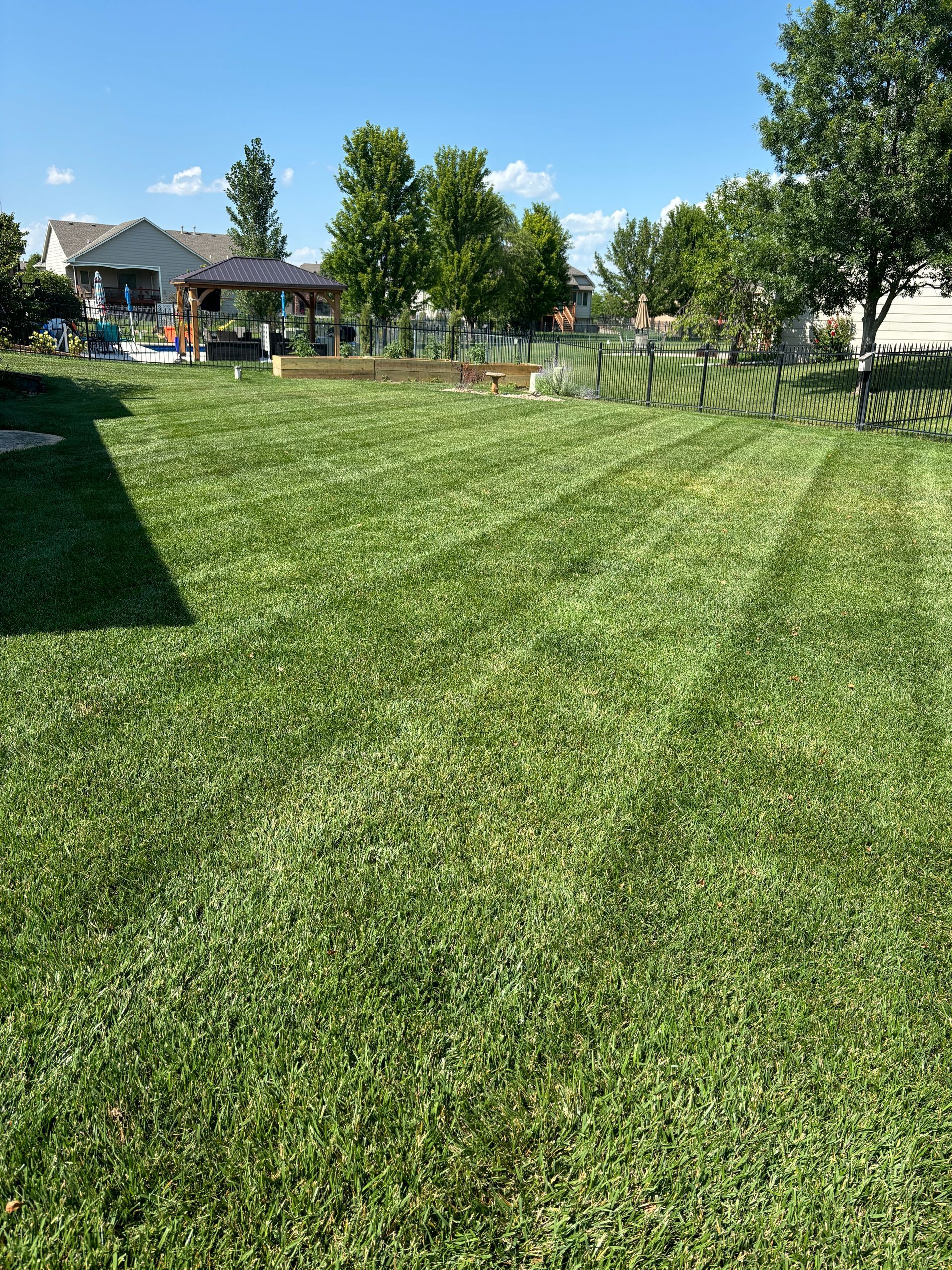 A lush green lawn with a fence in the background and houses in the background.