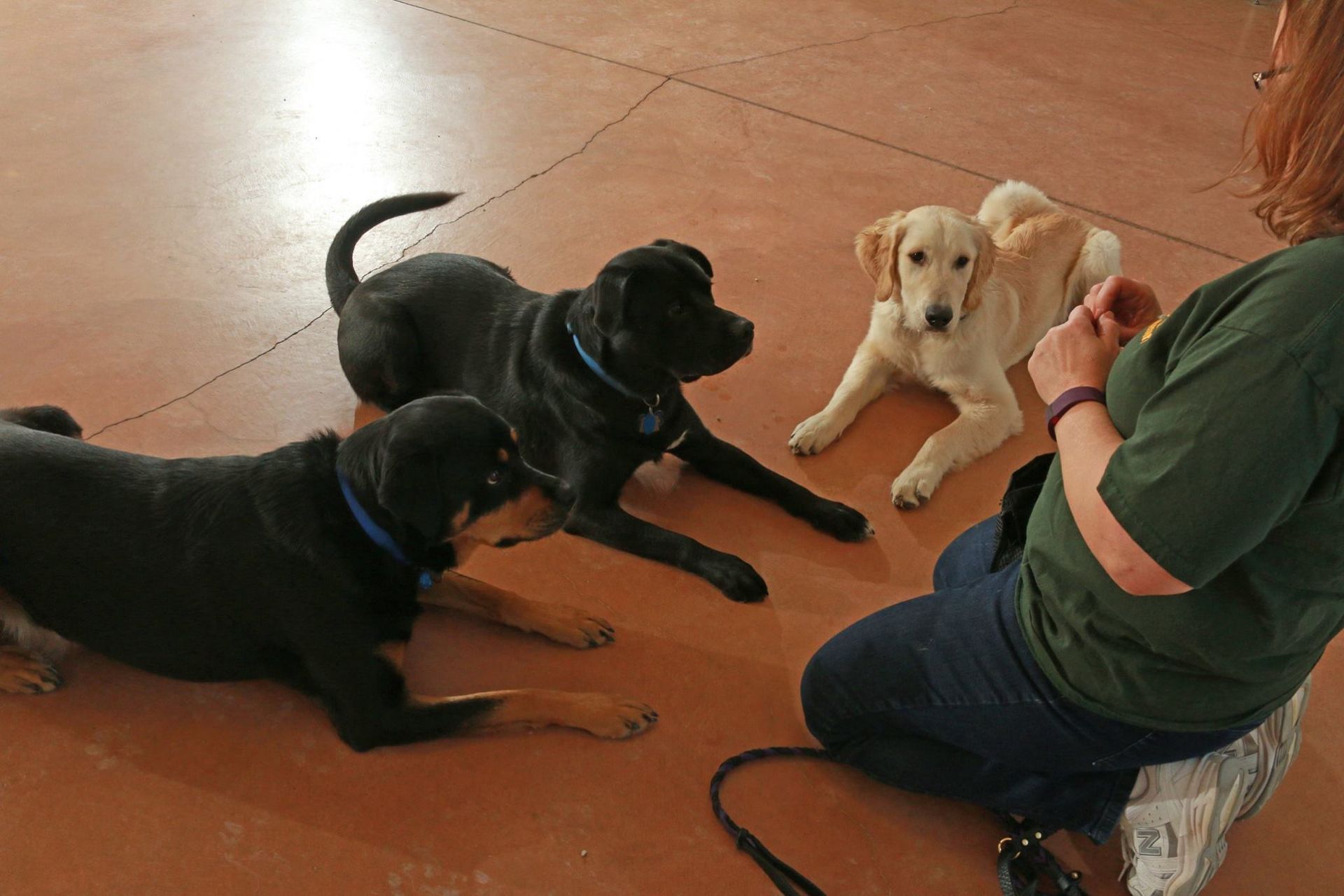 Three Dogs Being Trained By Instructor