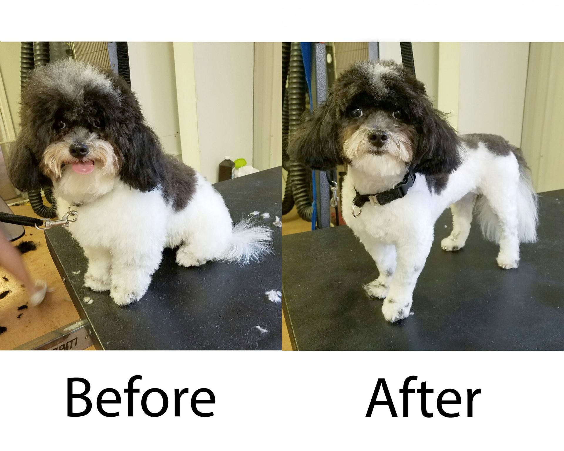 Before & After Dog Grooming Pictures