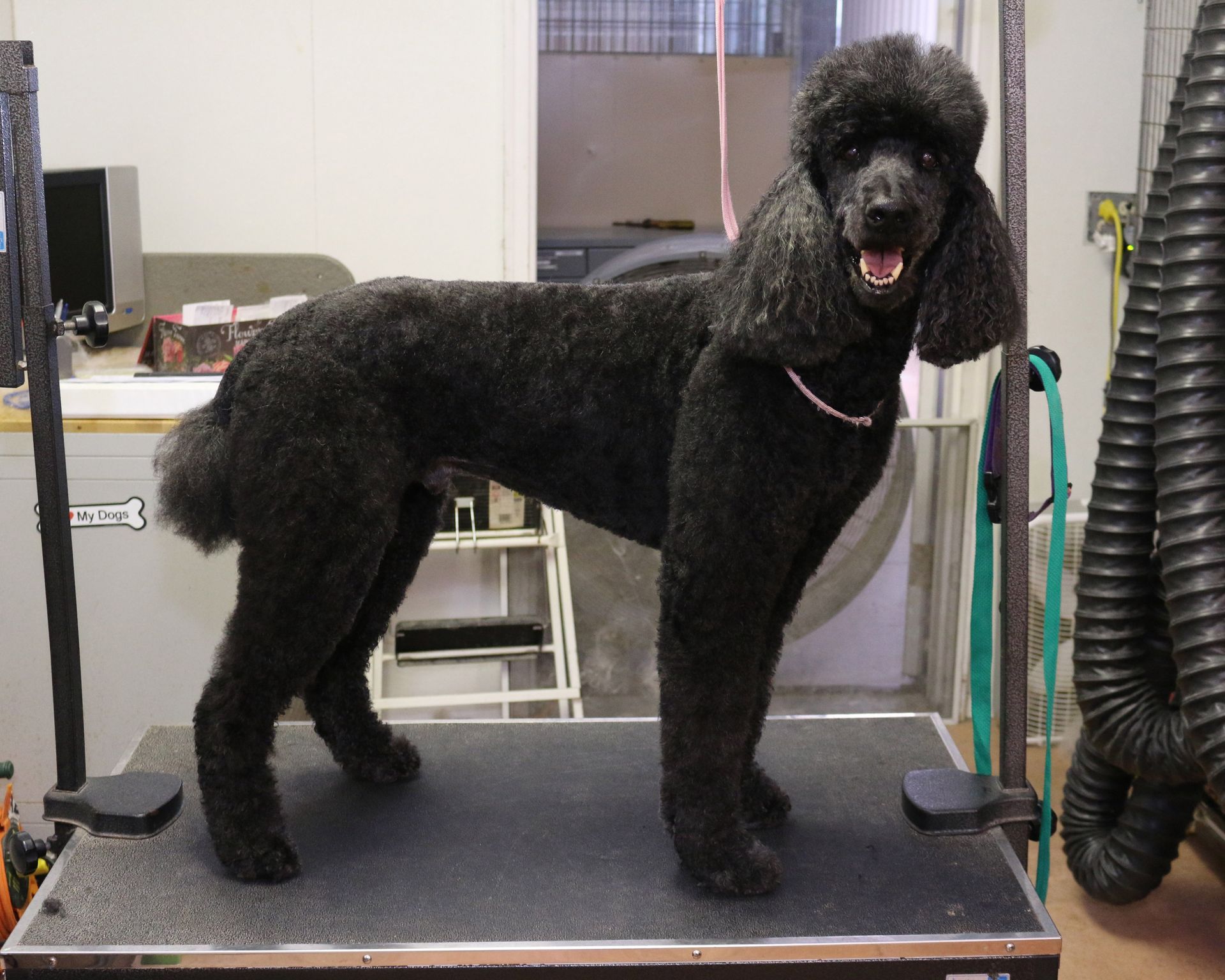 Dog on Grooming Table After Being Groomed