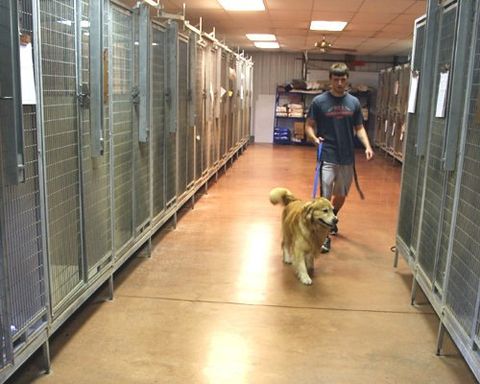 Guy Walking Dog in Boarding Facility