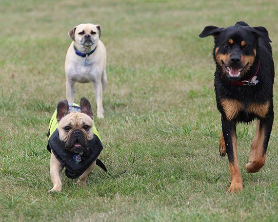 Three Dogs Running Towards Camera